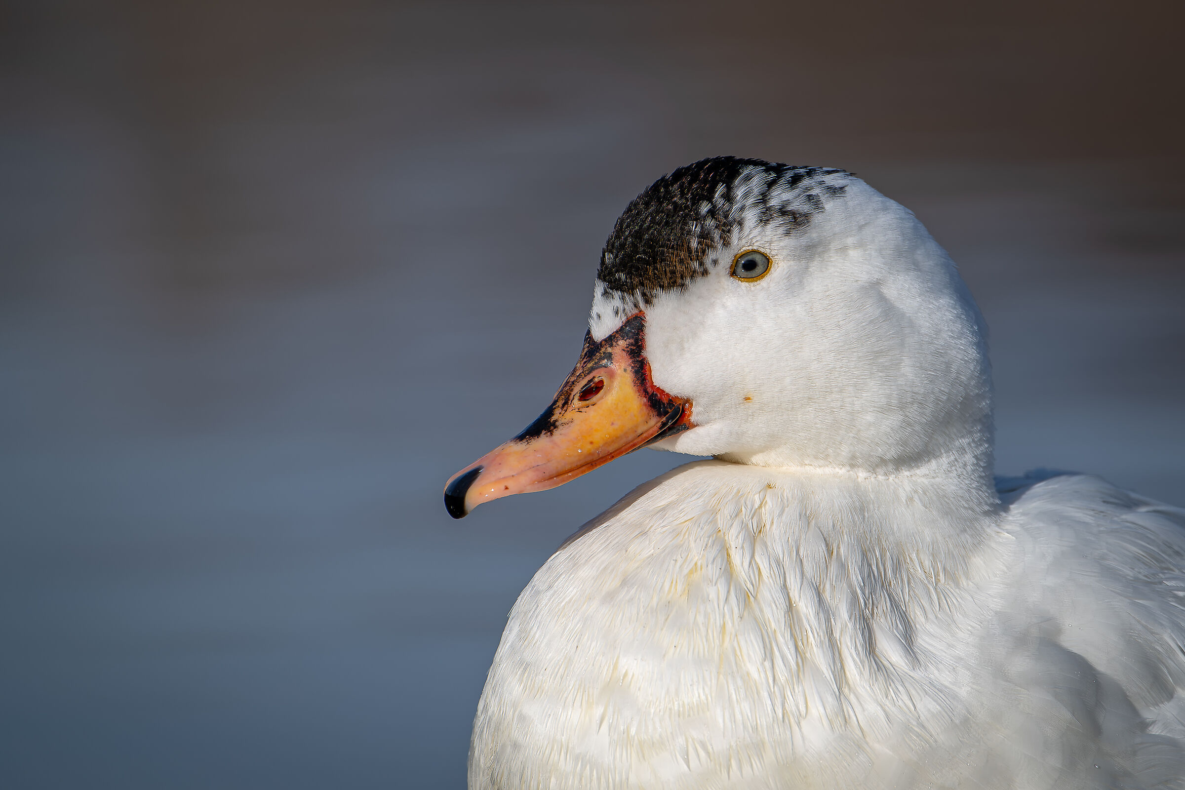 Ritratto di anatra domestica