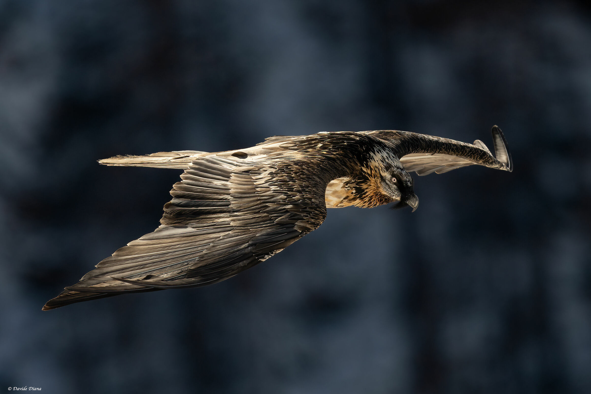 Gypaetus barbatus - Gran Paradiso National Park