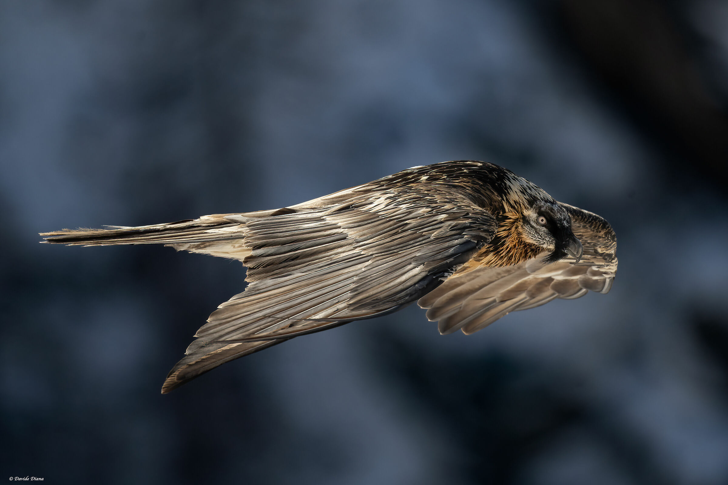 Gypaetus barbatus - Gran Paradiso National Park