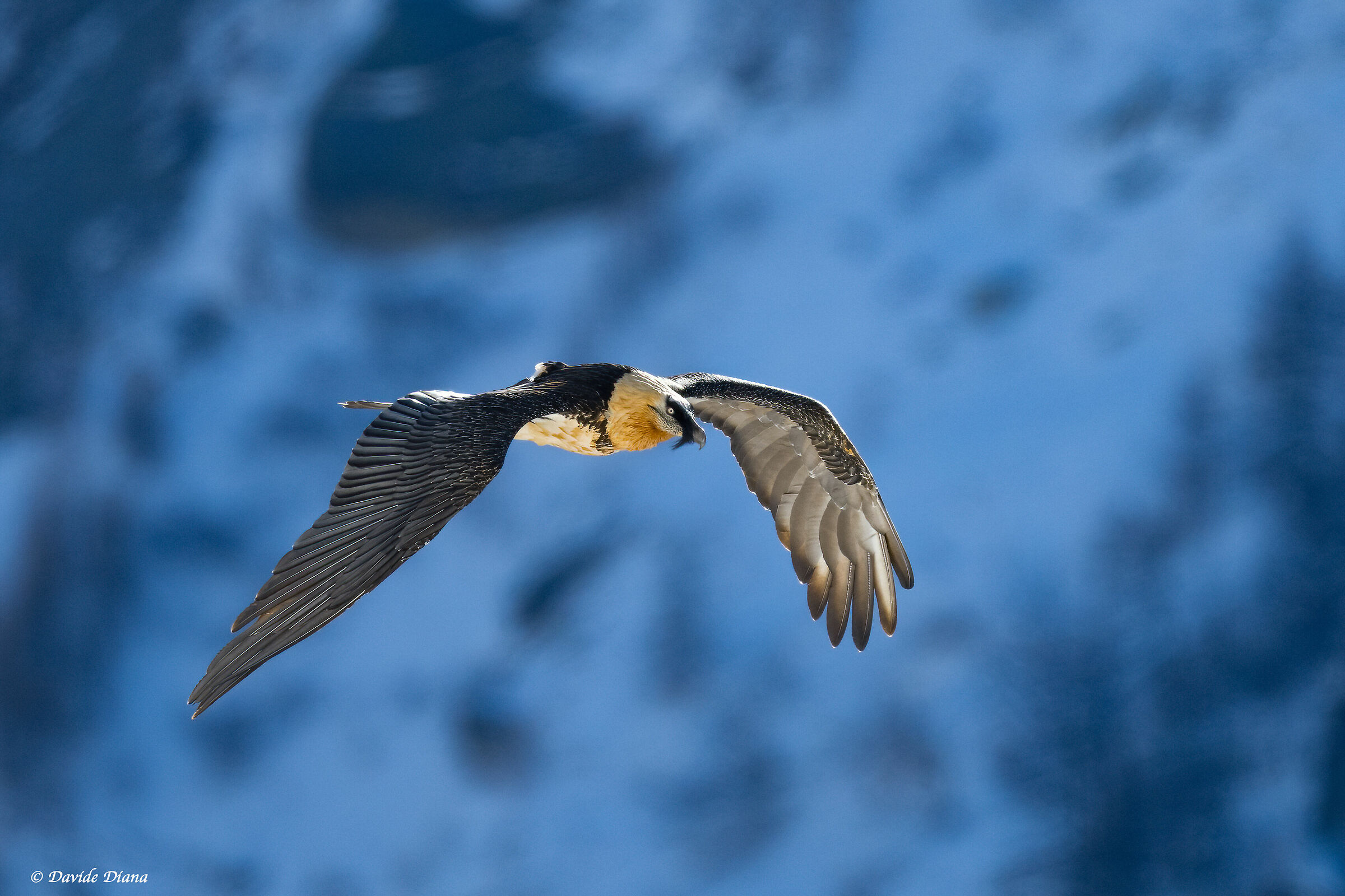 Gypaetus barbatus - Gran Paradiso National Park