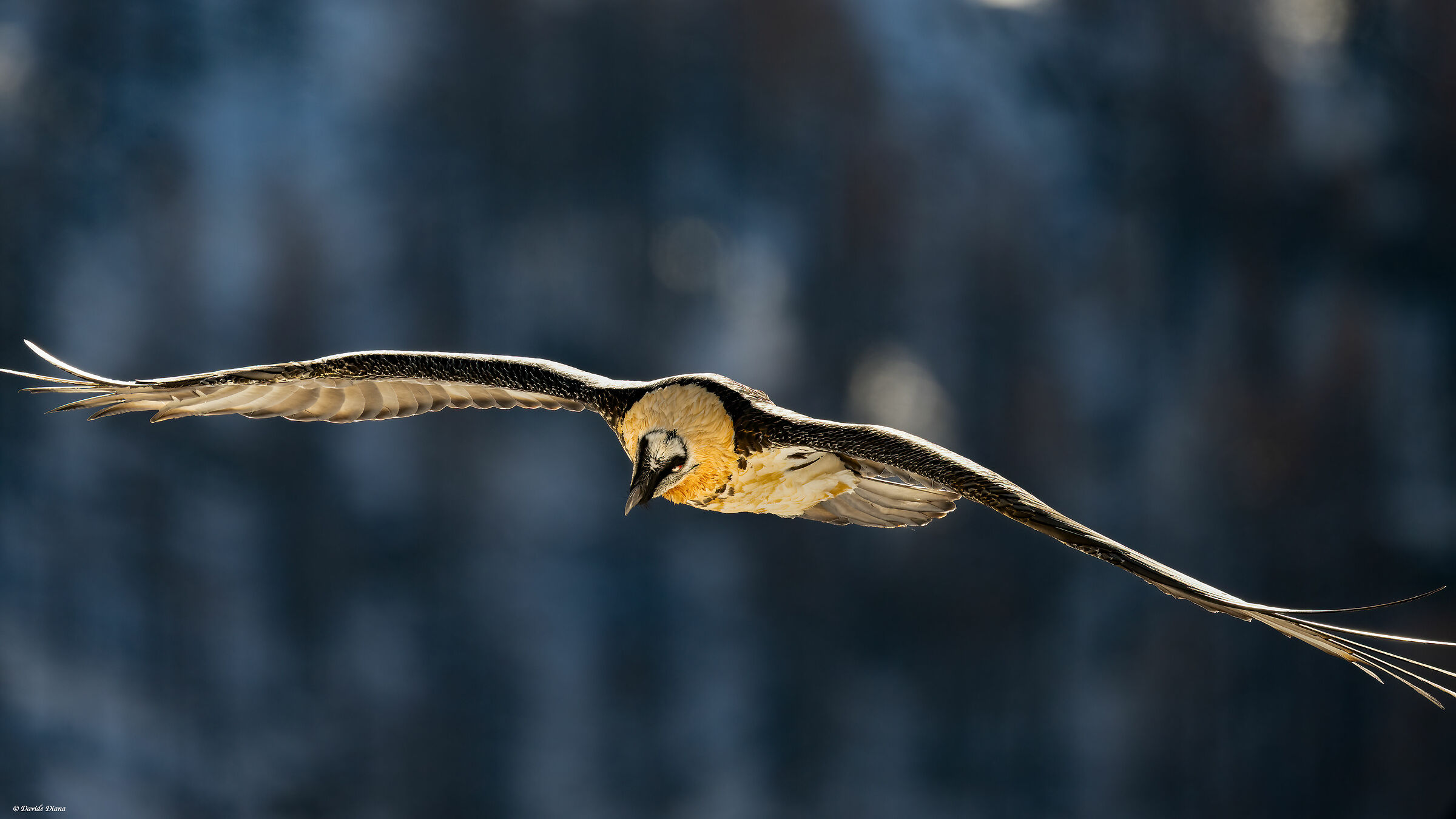 Gypaetus barbatus - Gran Paradiso National Park
