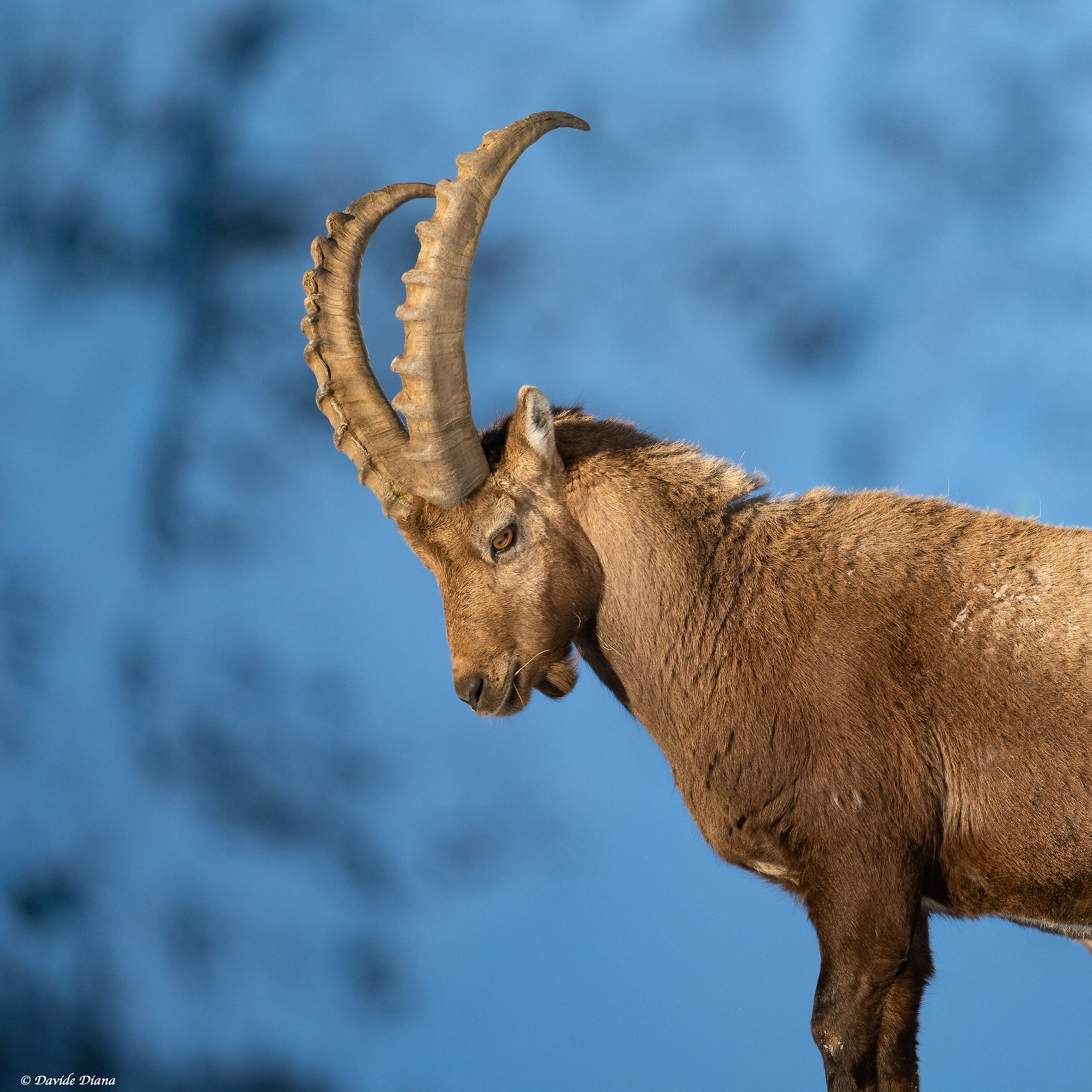Ibex - Gran Paradiso National Park