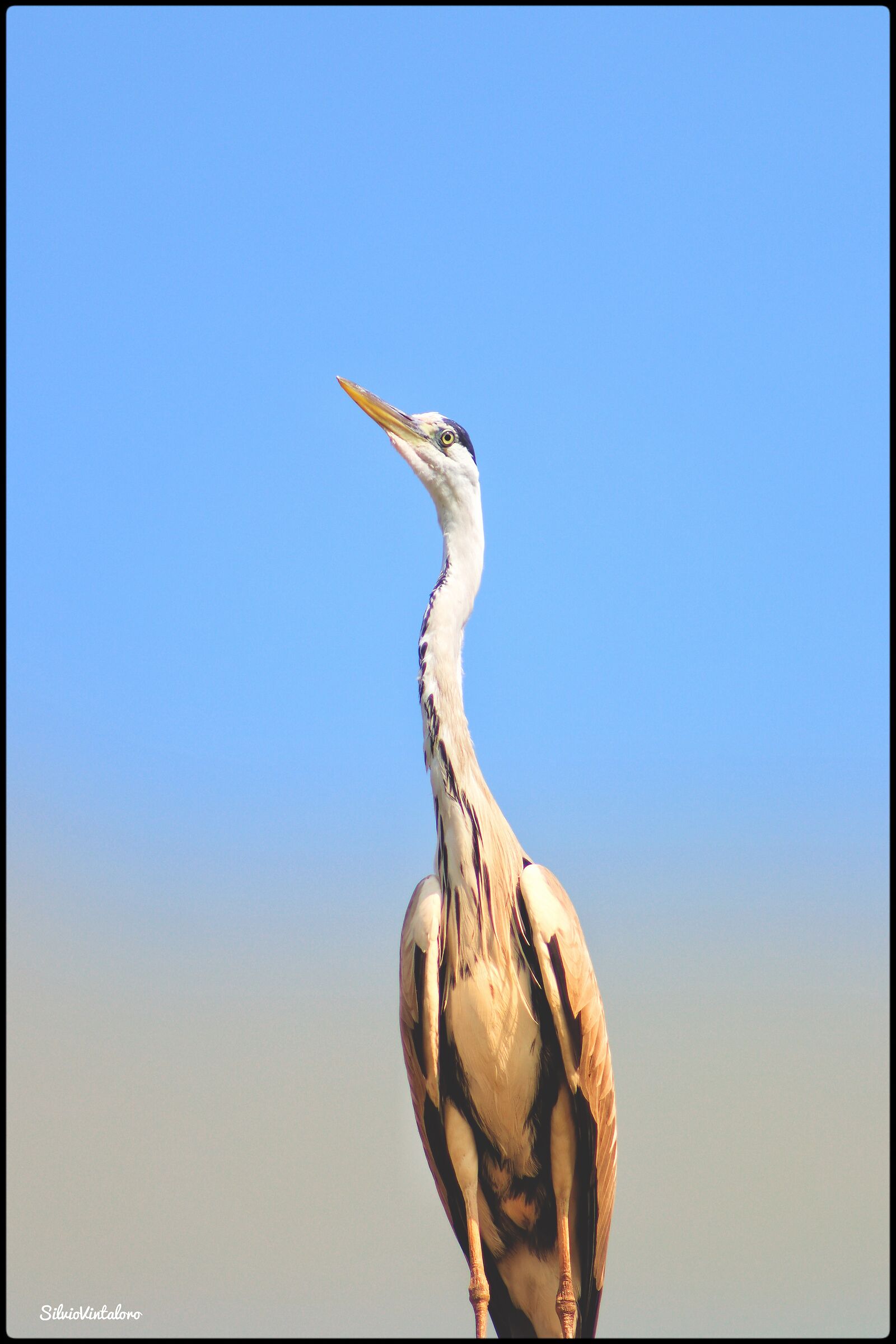 Grey lookout heron