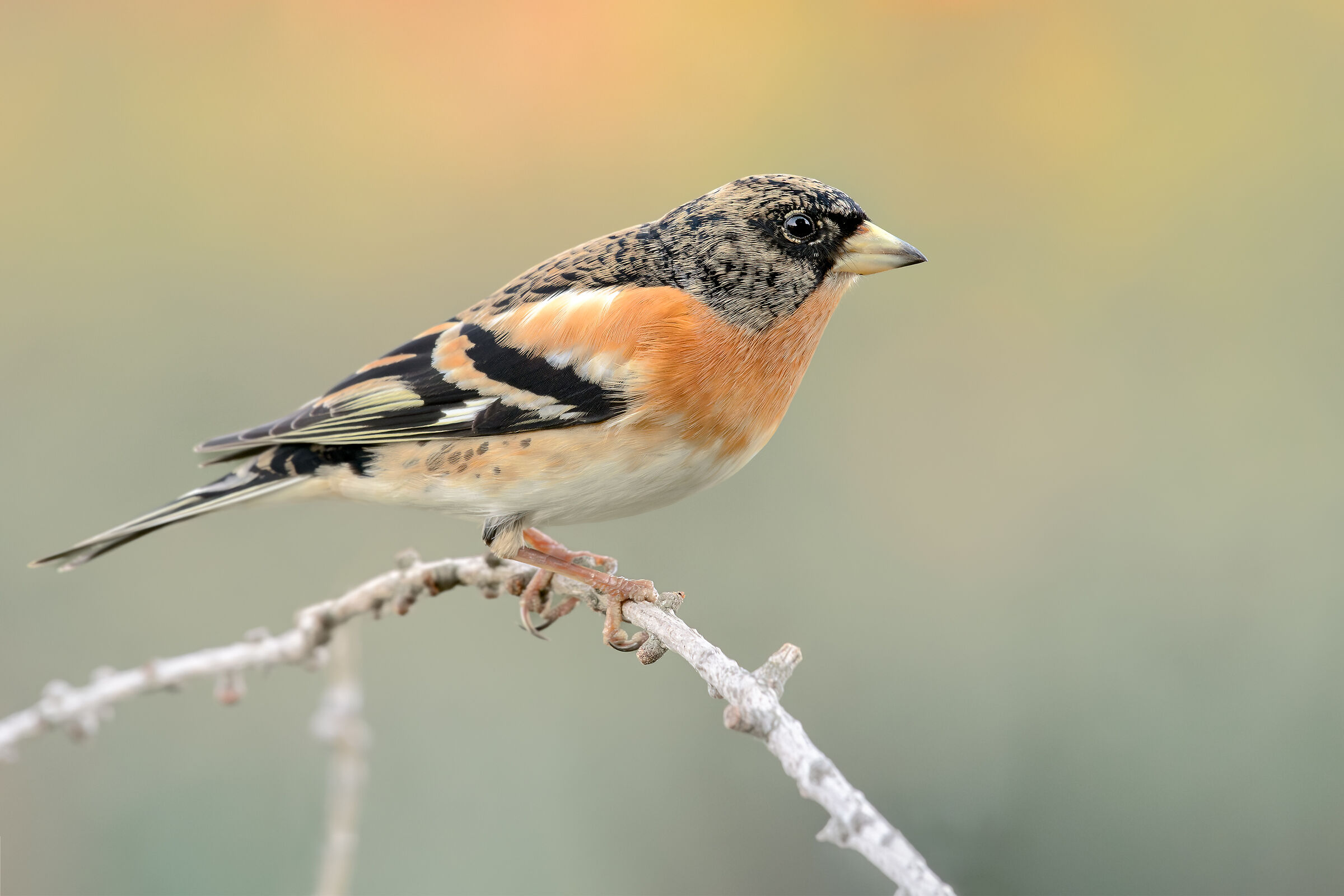 Brambling