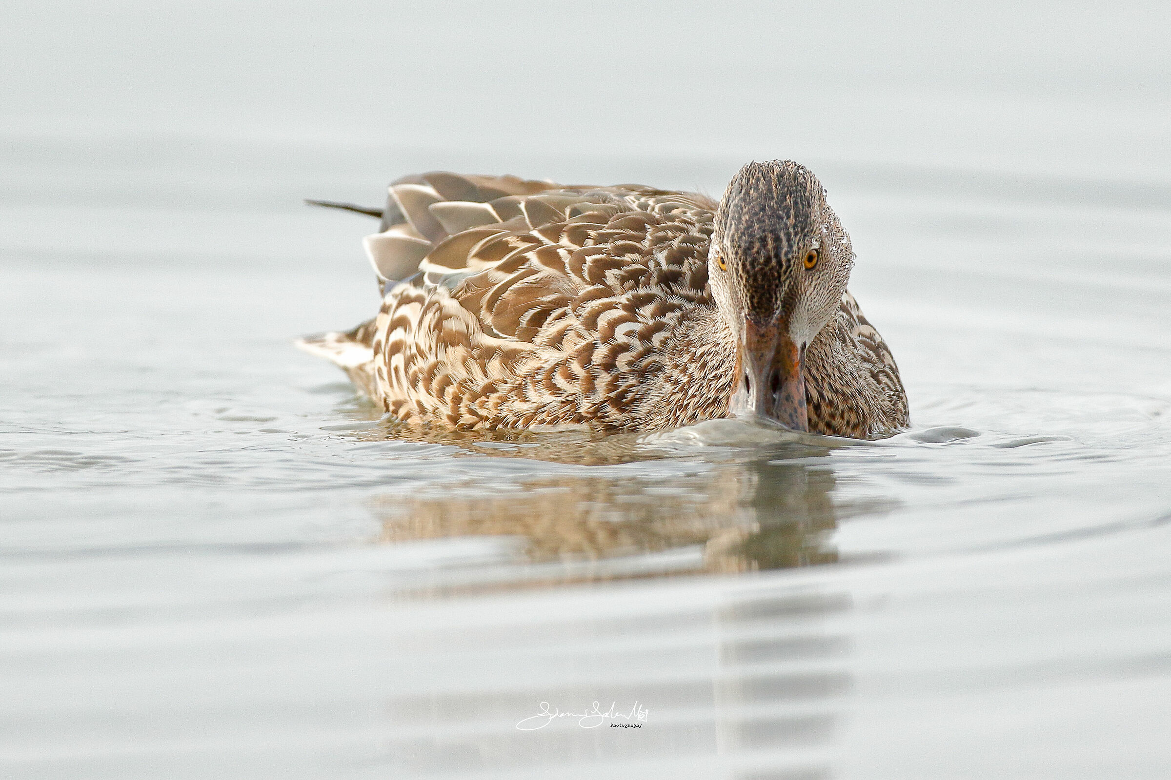 Brown texture (Spatula clypeata, Linnaeus, 1758)