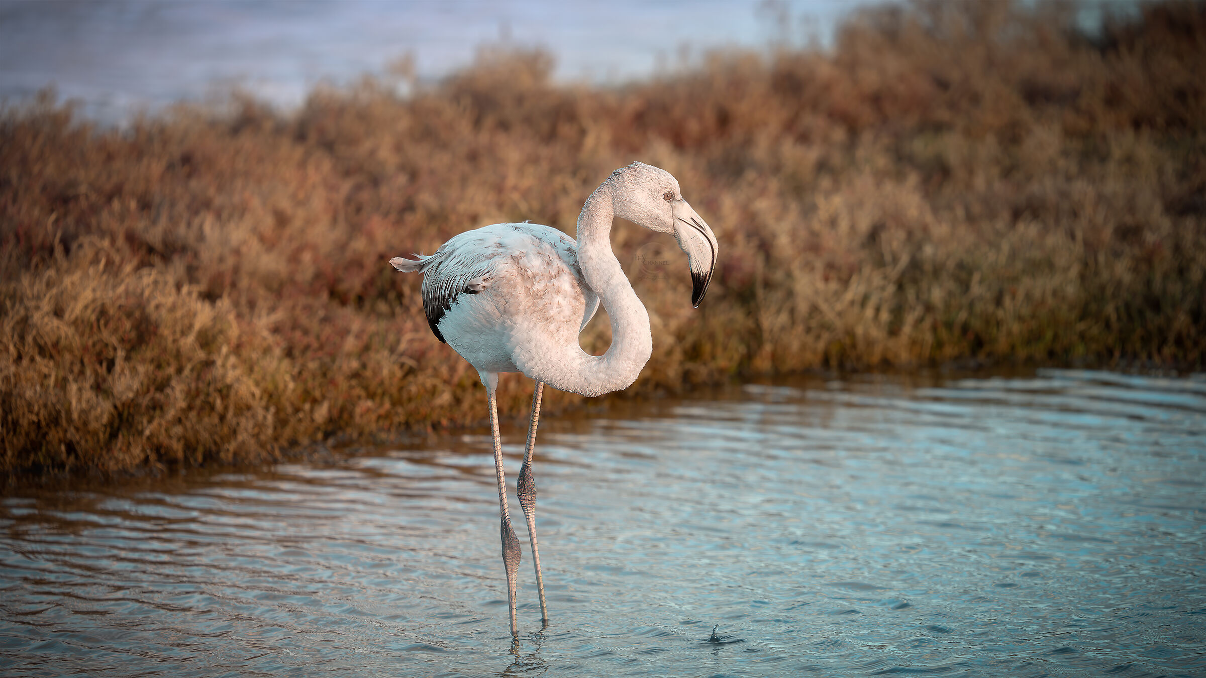 Pullo di fenicottero rosa