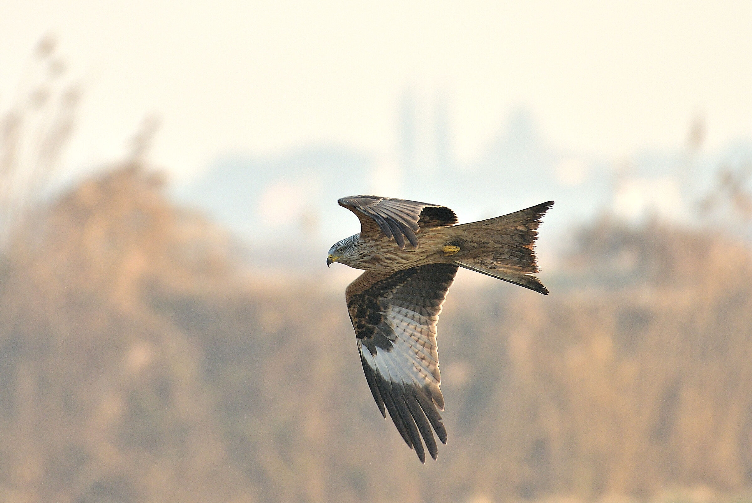 Red kite..