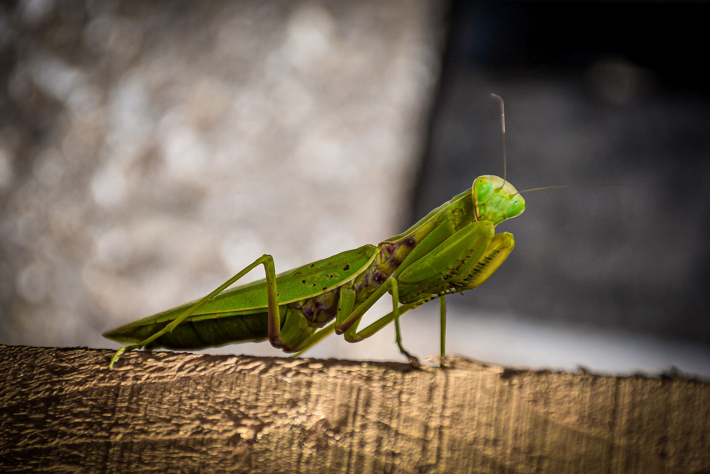 Mantide religiosa
