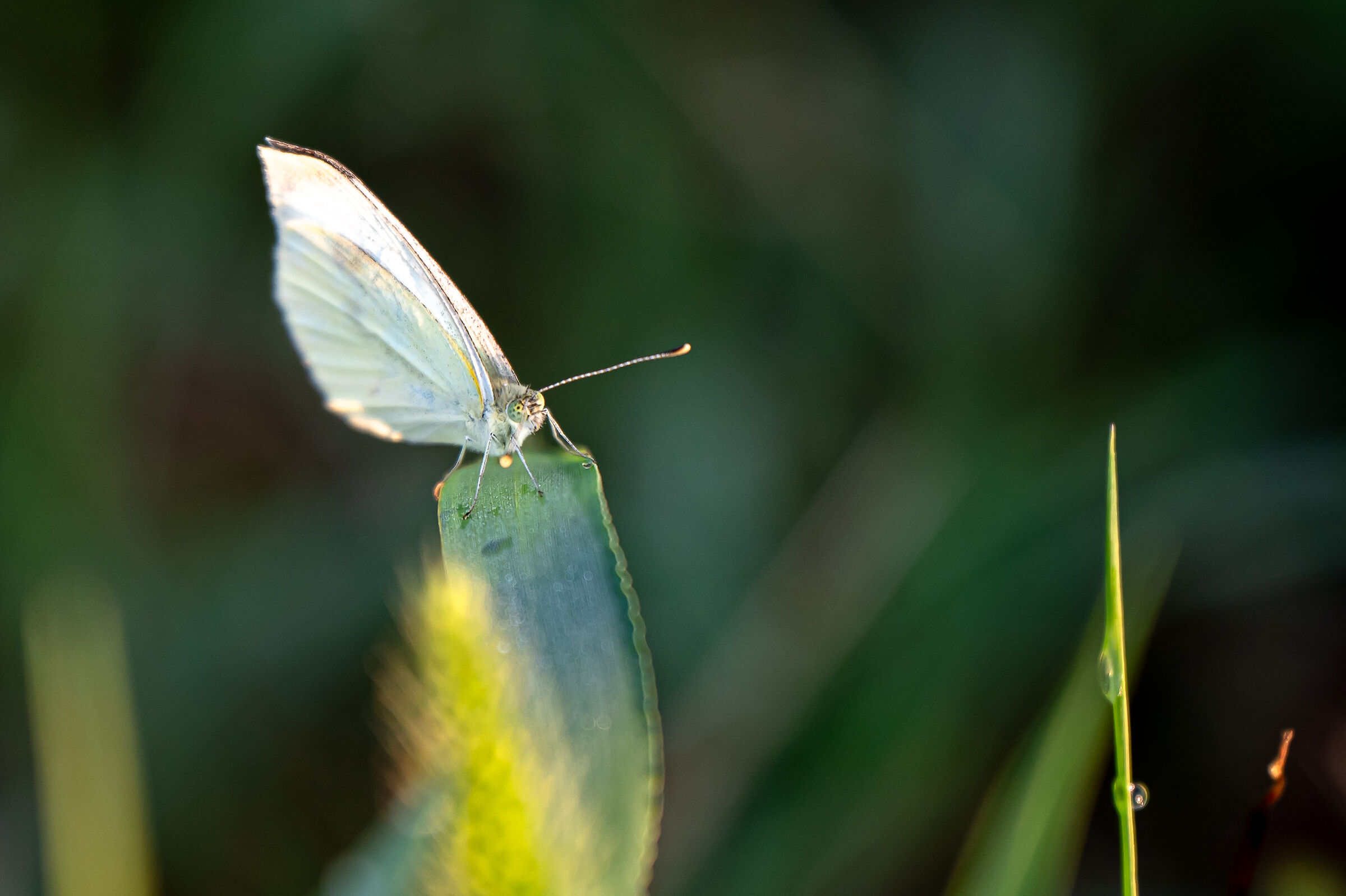 Farfalla bianca