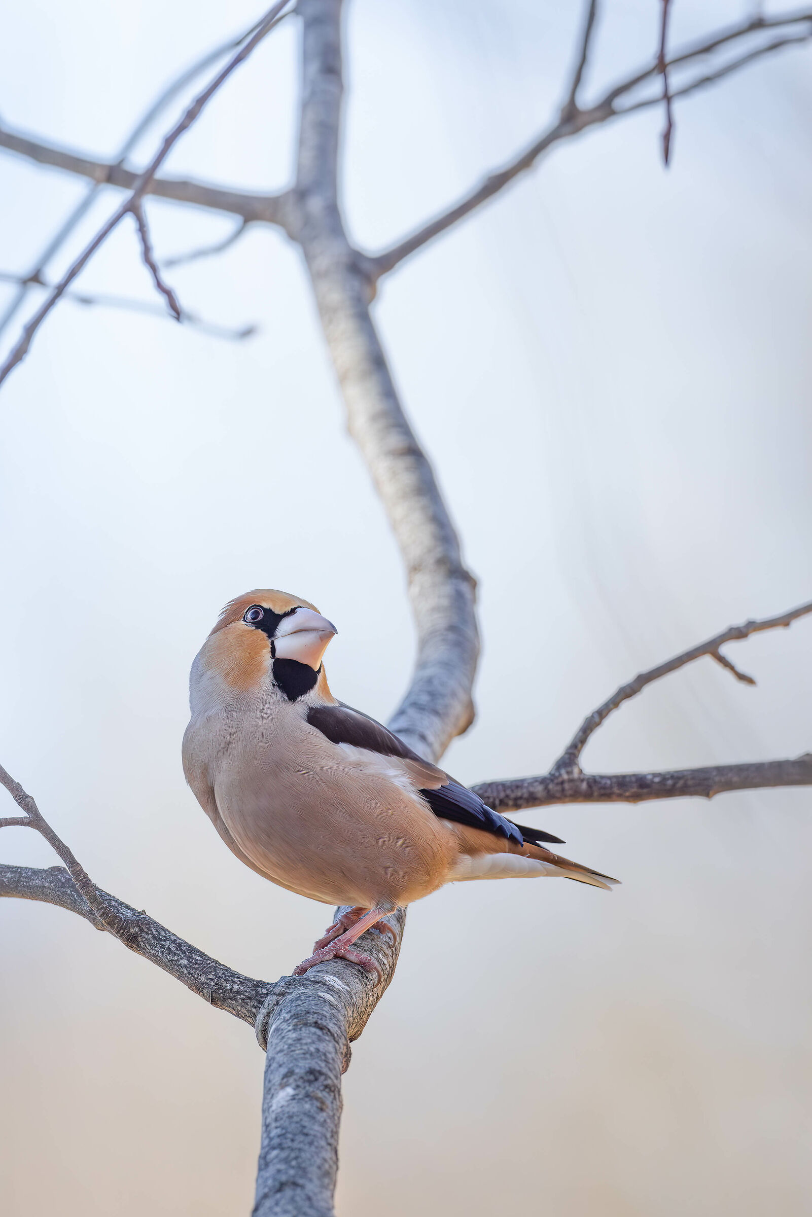 hawfinch