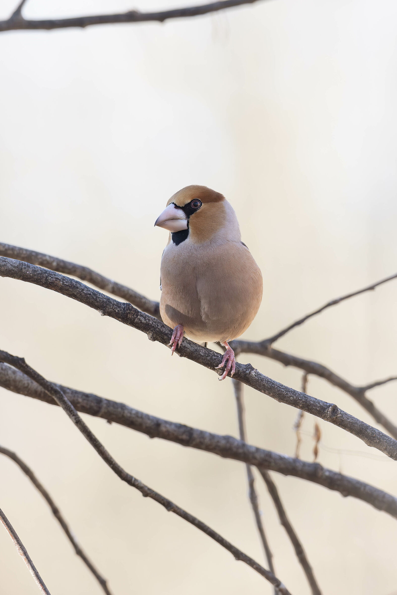 hawfinch