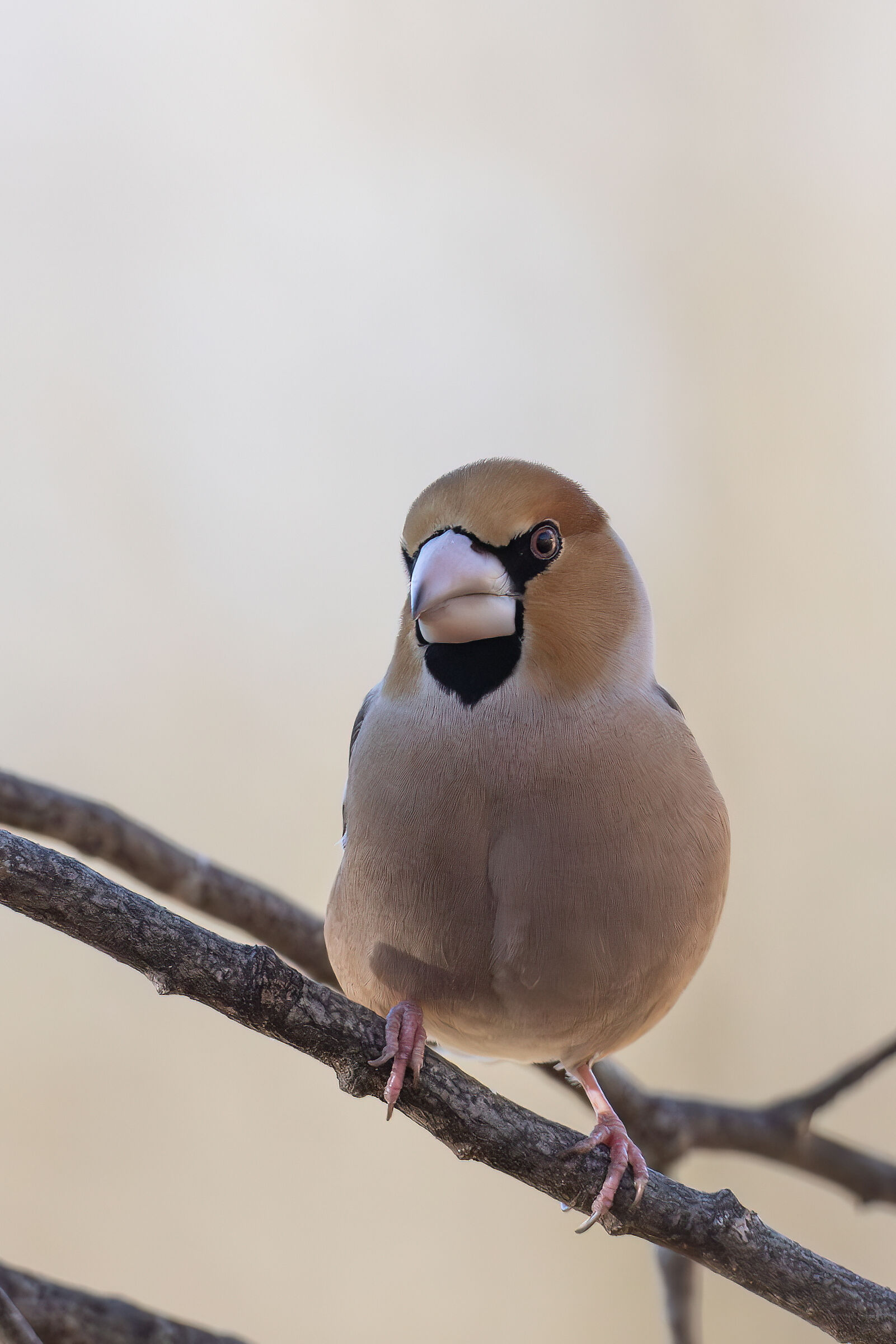 hawfinch