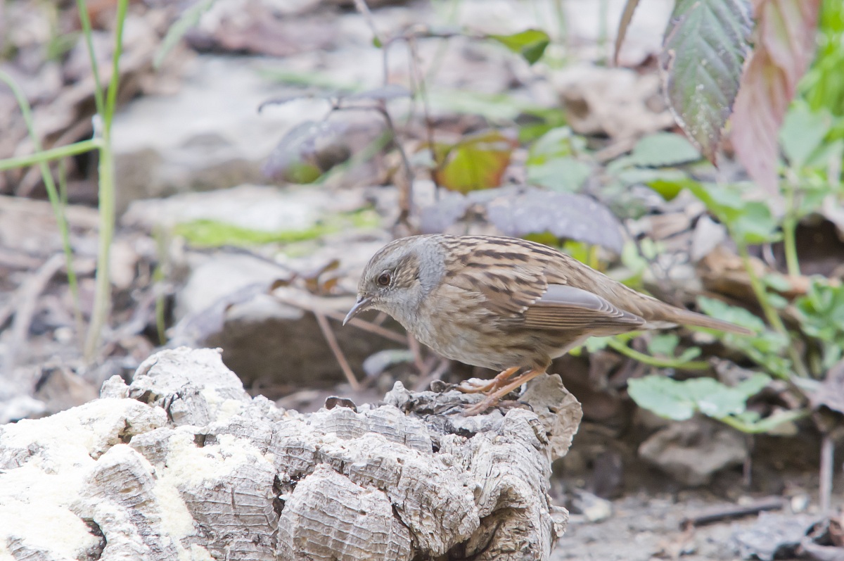 Dunnock