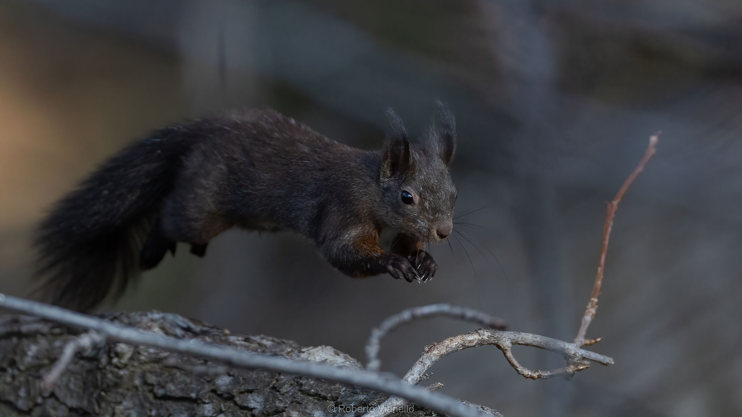 Scoiattolo comune (Sciurus vulgaris)