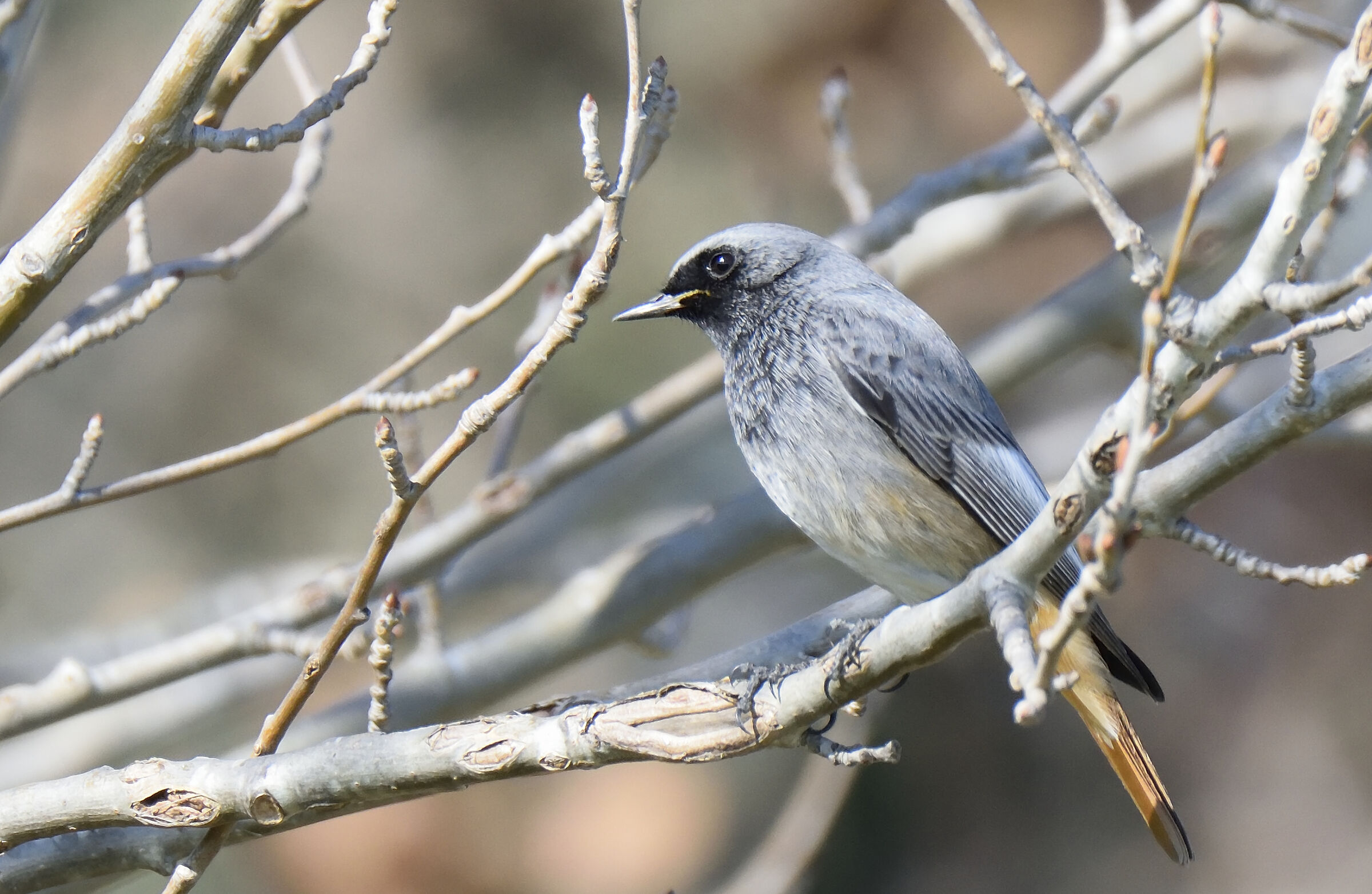 Codirosso spazzacamino (Phoenicurus ochruros) maschio