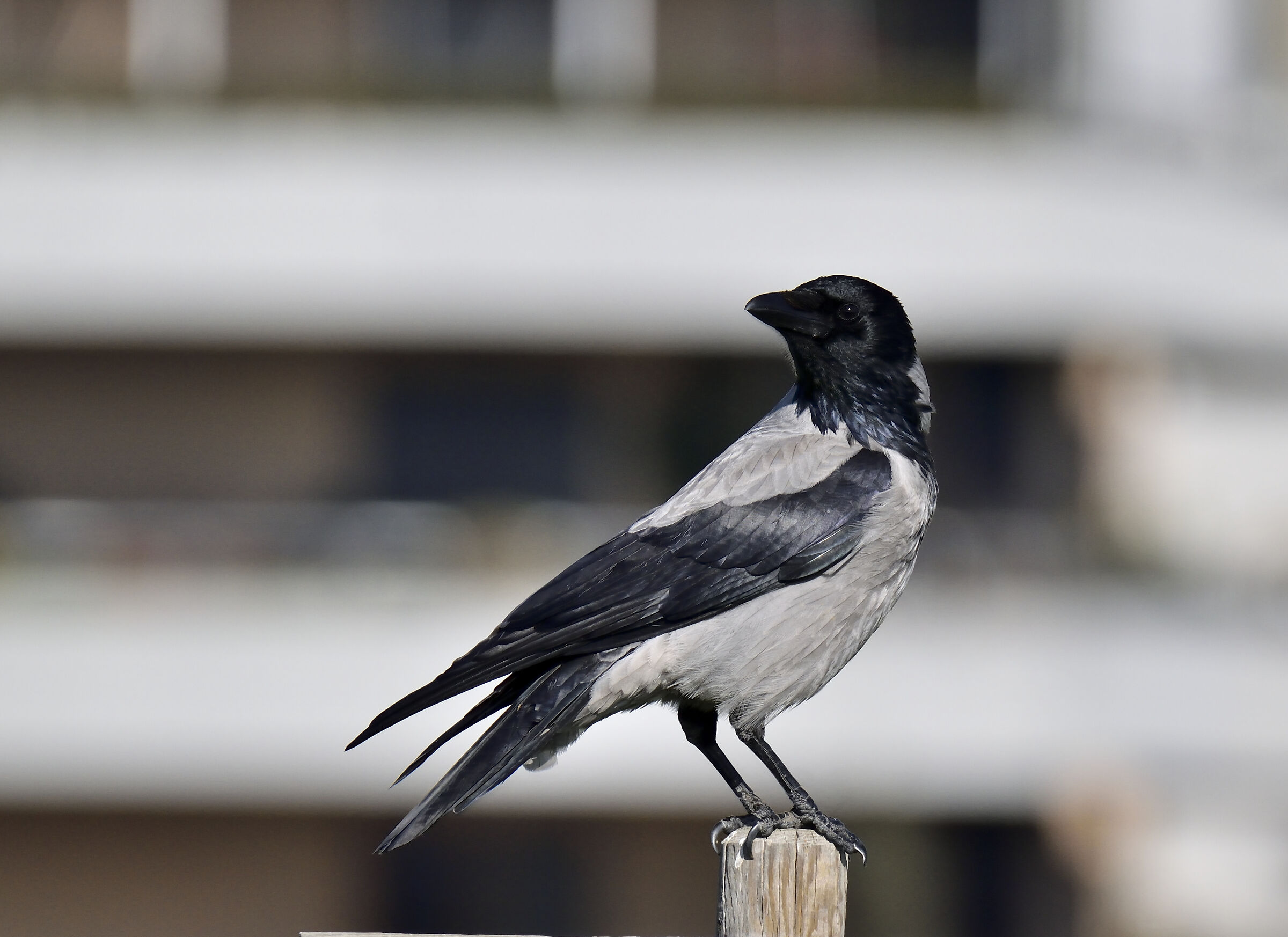 Grey crow (Corvus cornix)