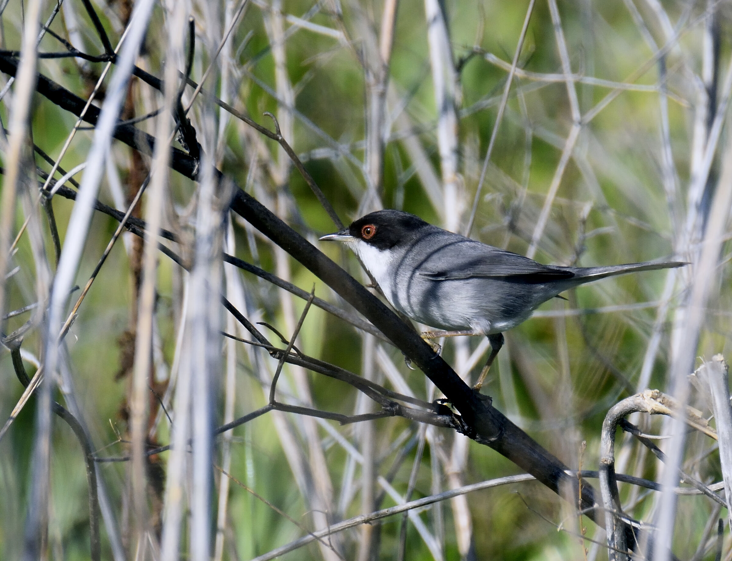 Warbler (Sylvia melanocephala)