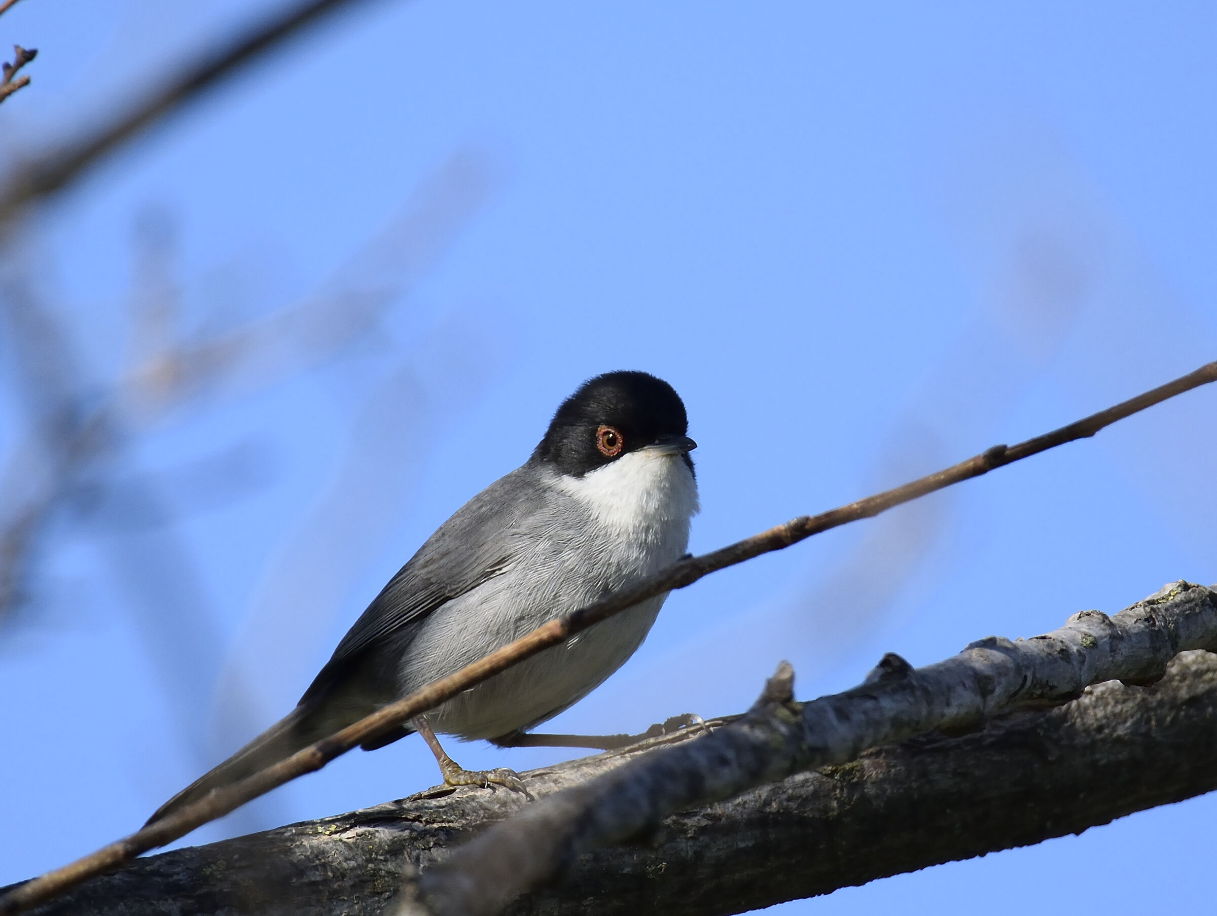 Eurasian Warbler (Sylvia melanocephala) 2