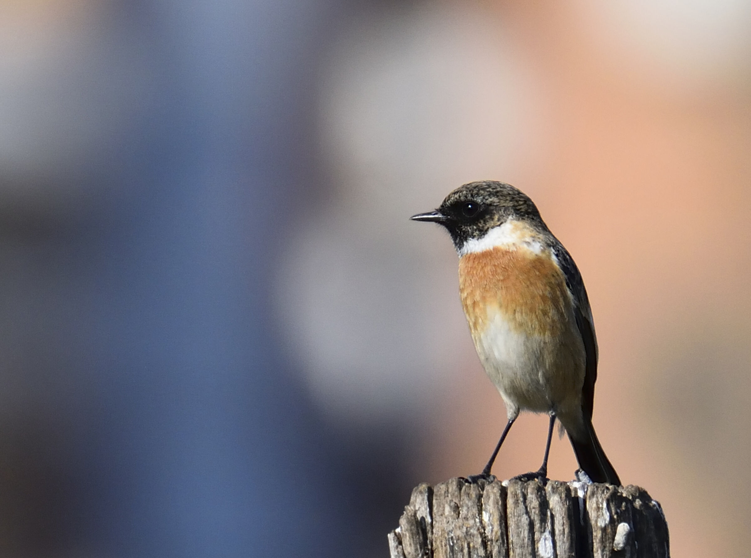 Male Saltimpalo[2] (Saxicola torquatus)