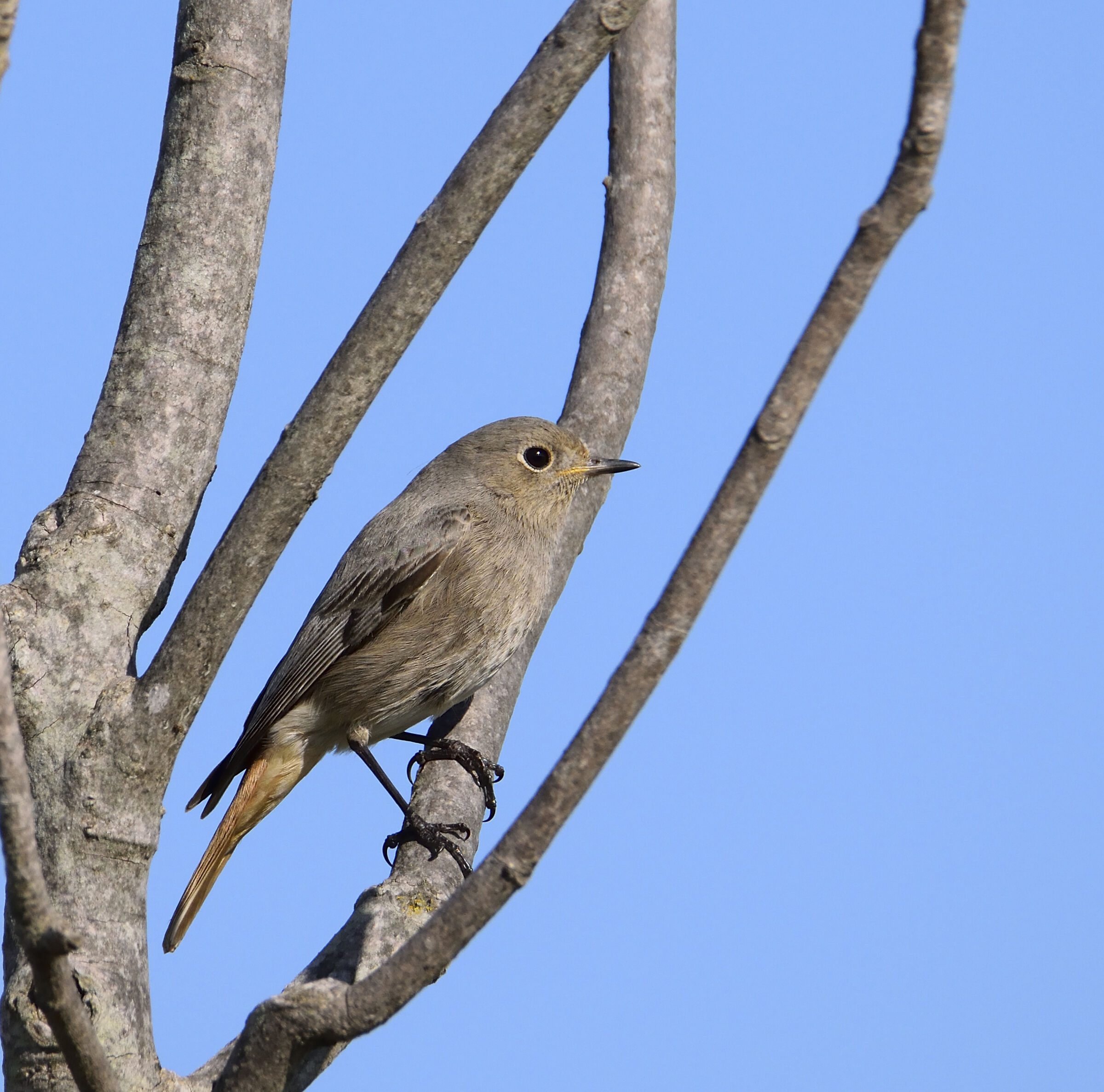 Redstart (Phoenicurus ochruros) female