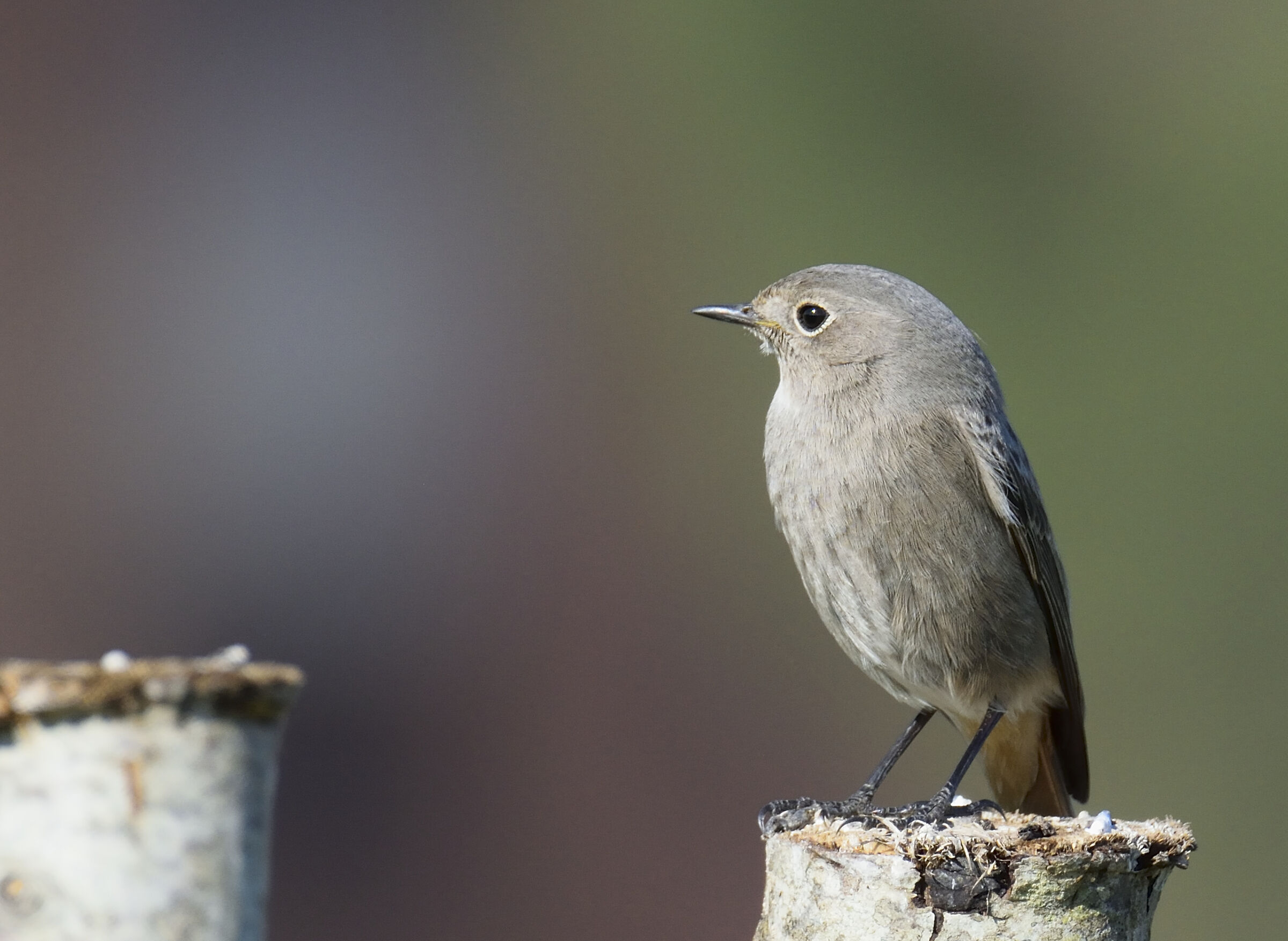 Redstart (Phoenicurus ochruros) female