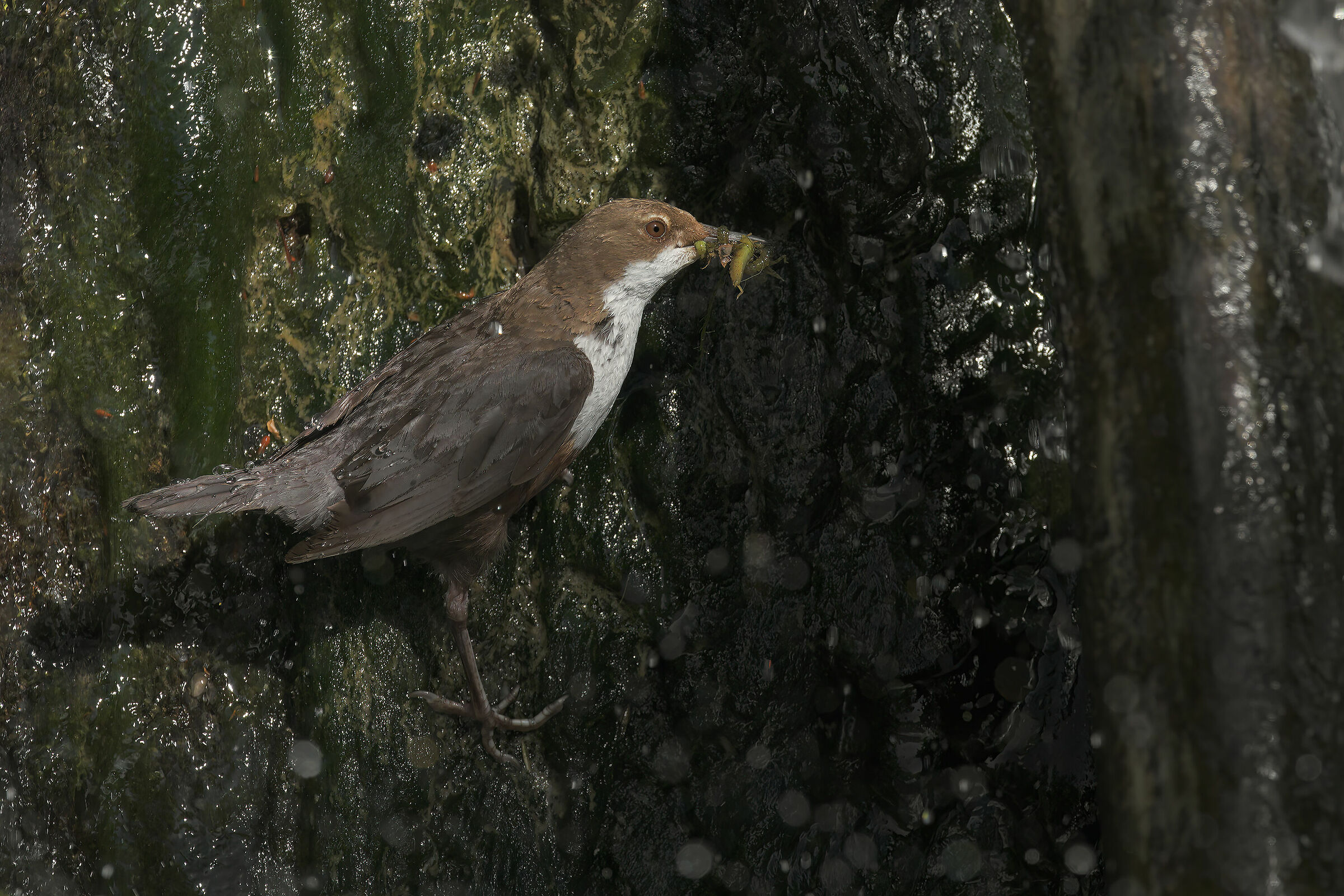 Merlo acquaiolo...entro o non entro?