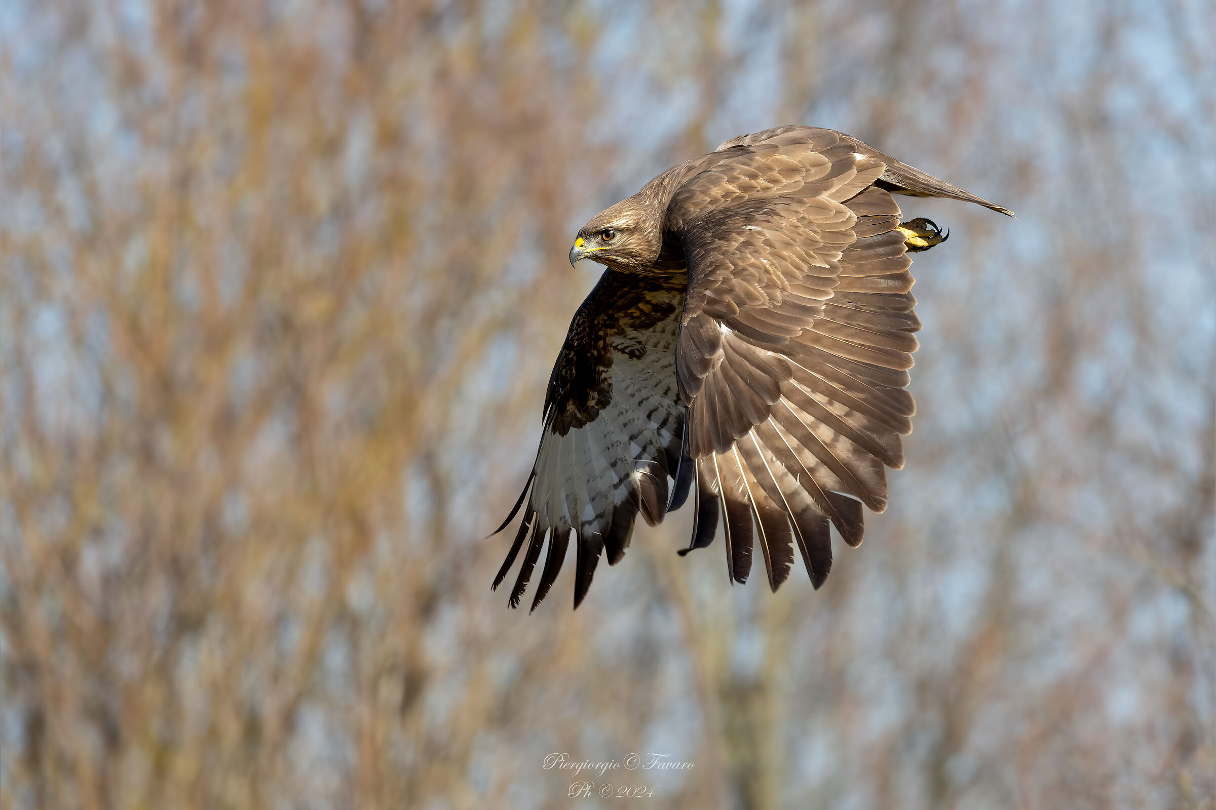 Buzzard