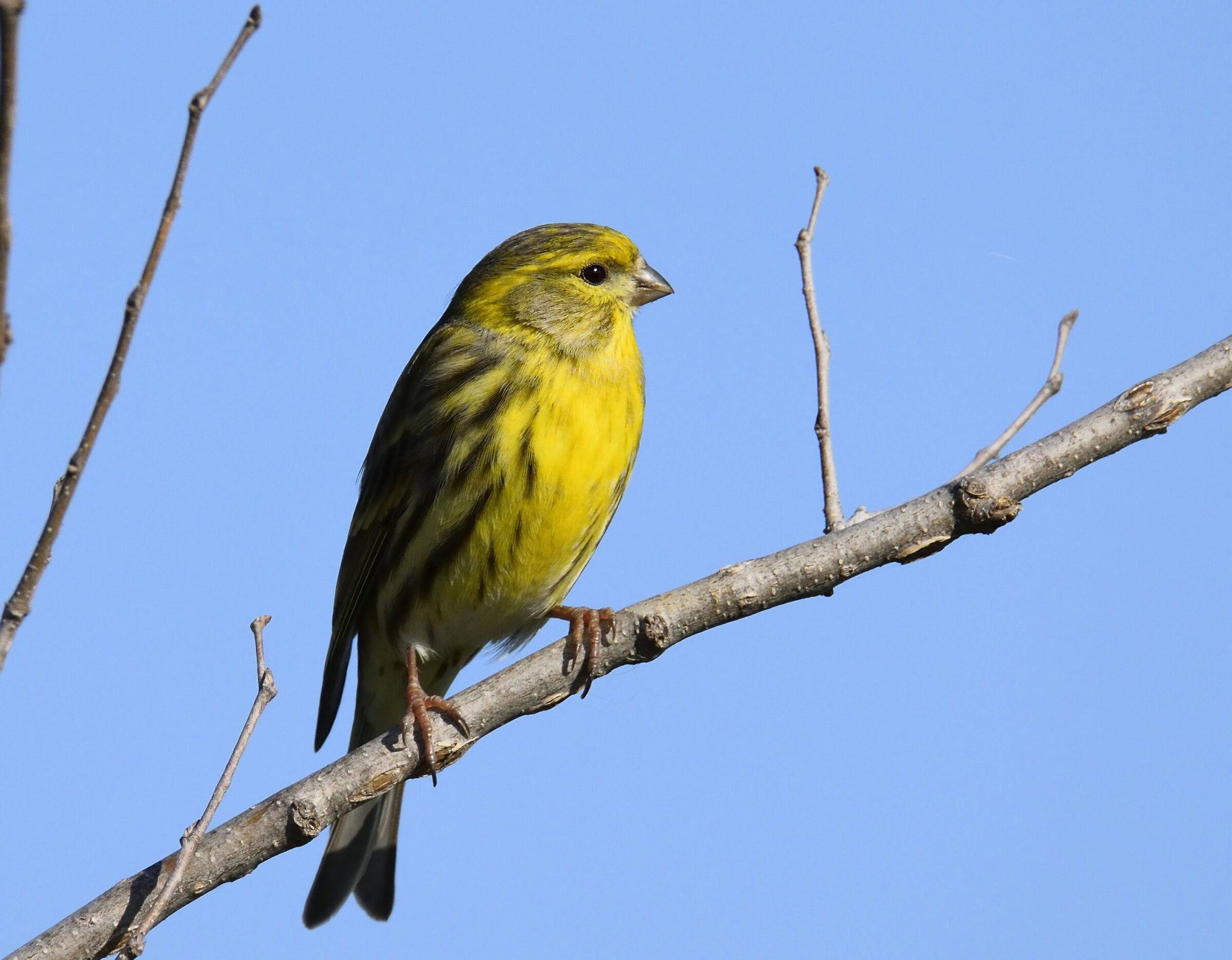 Greenfinch (Serinus serinus)