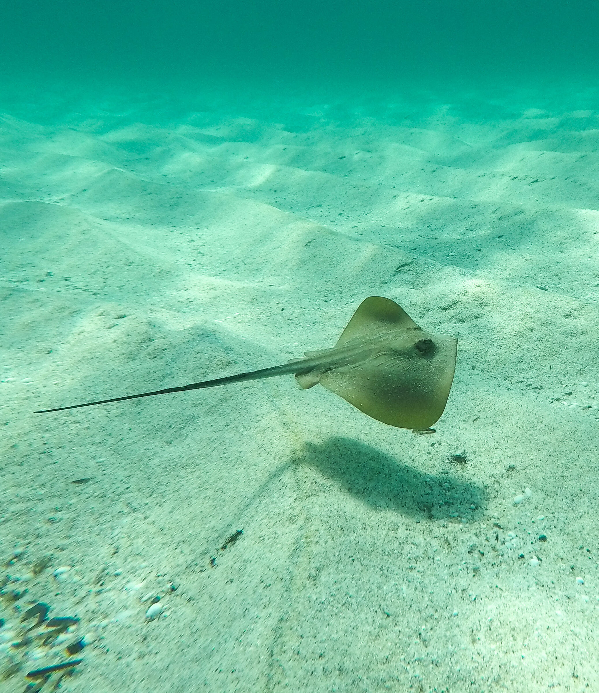 Incontri sottomarini