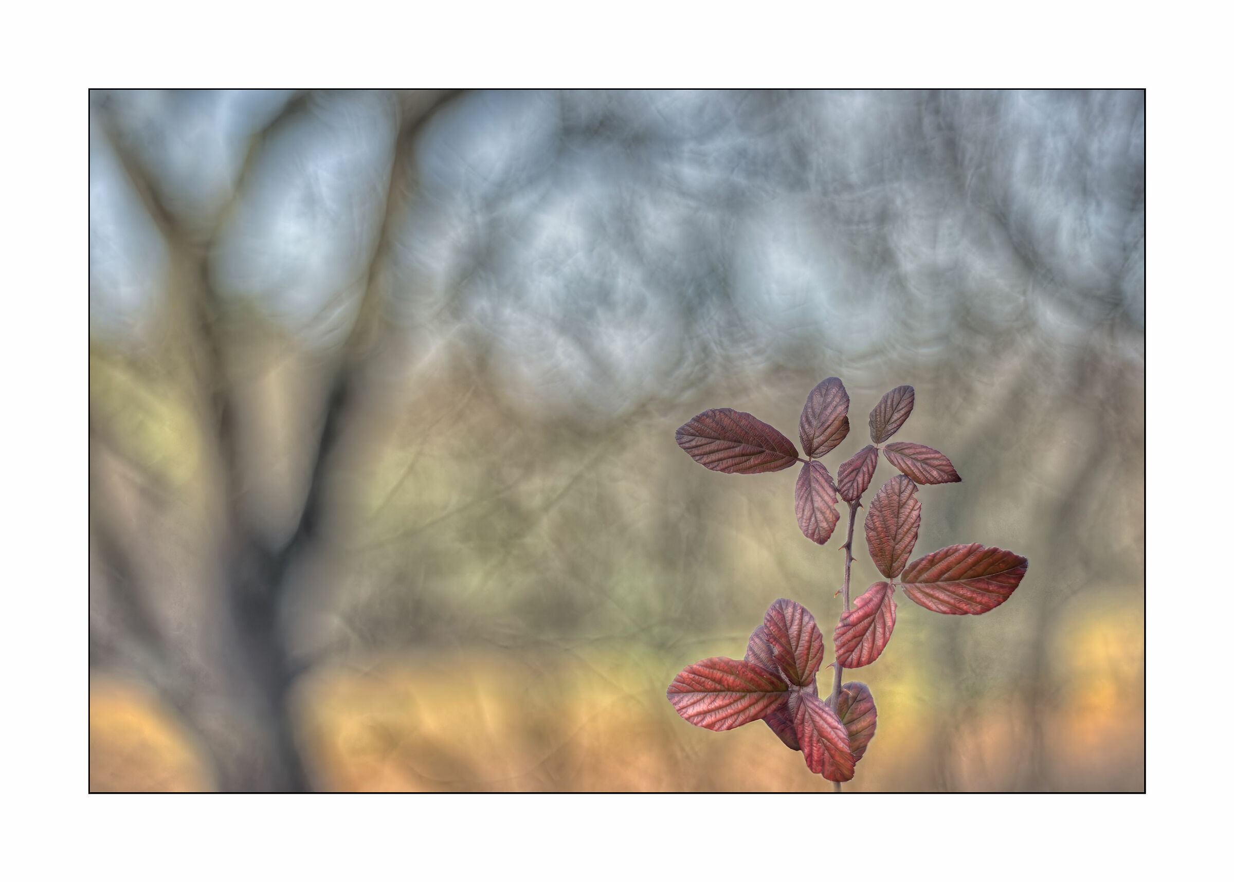 Bramble leaves