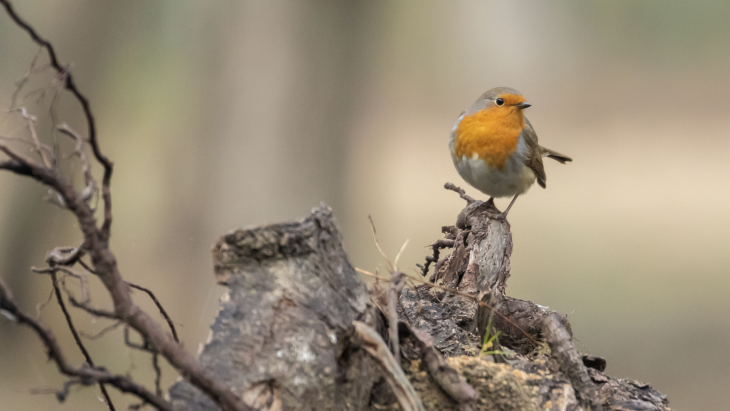 Robin