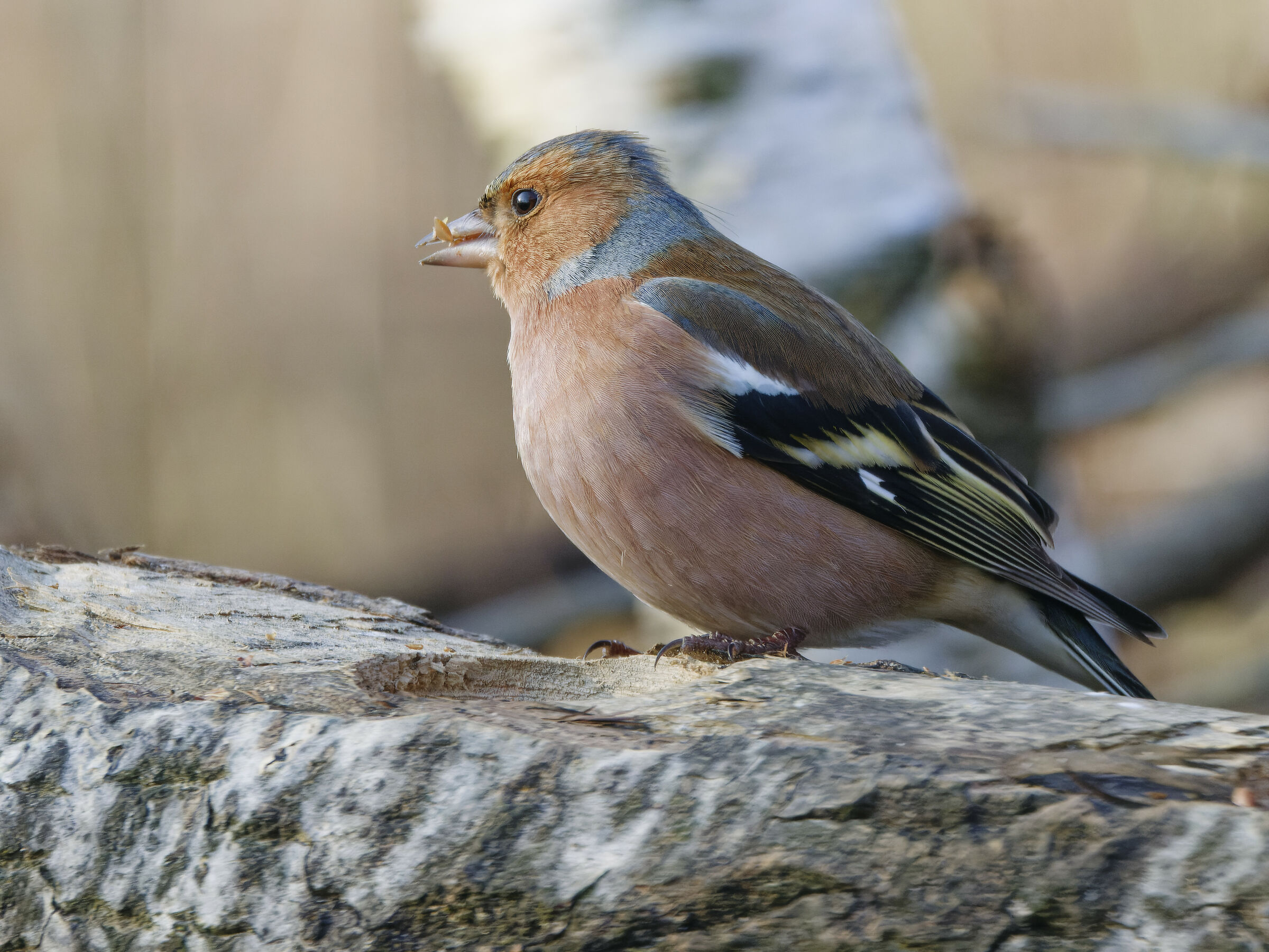 Chaffinch.. ONE