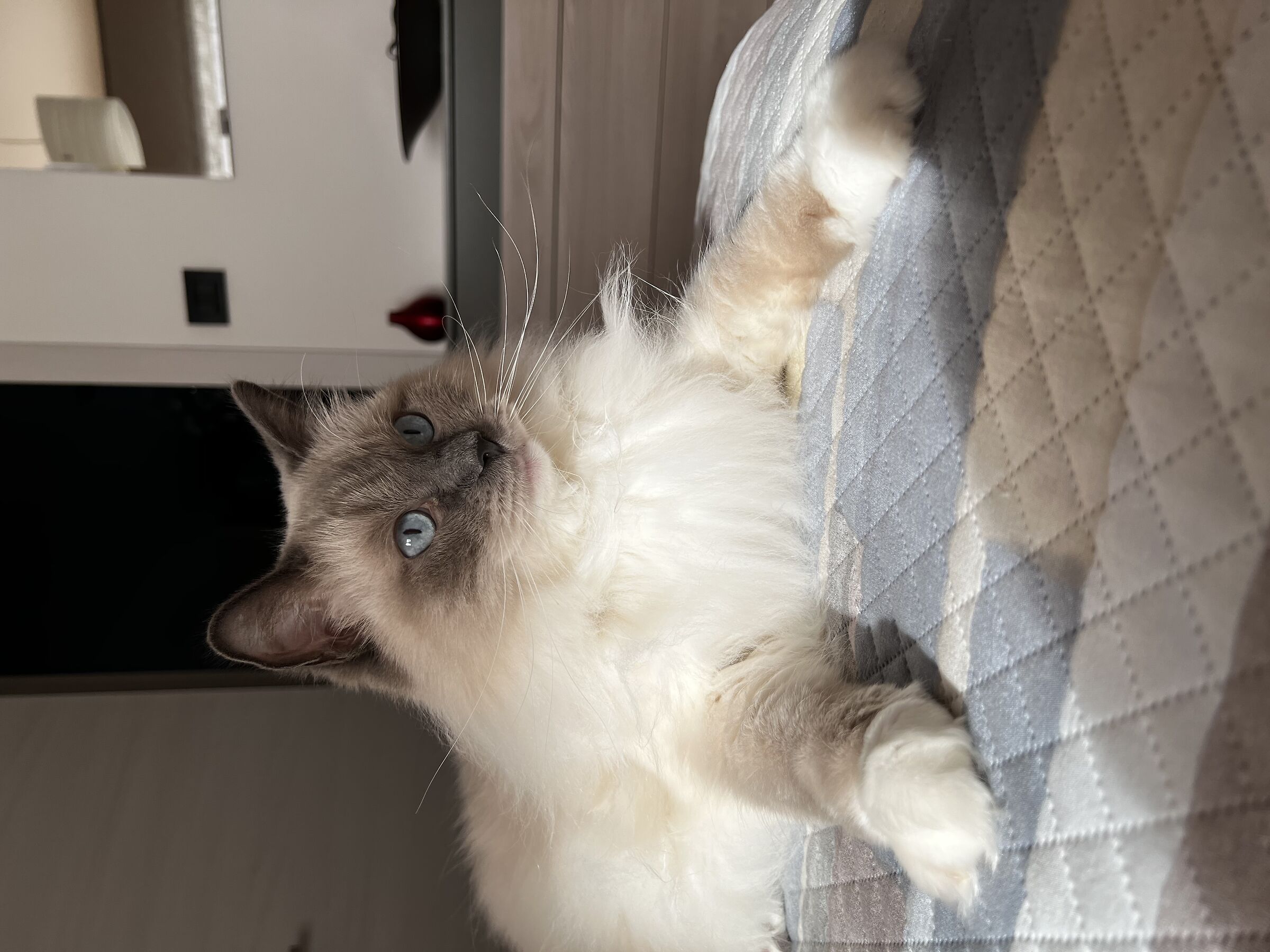 Piccola sfinge