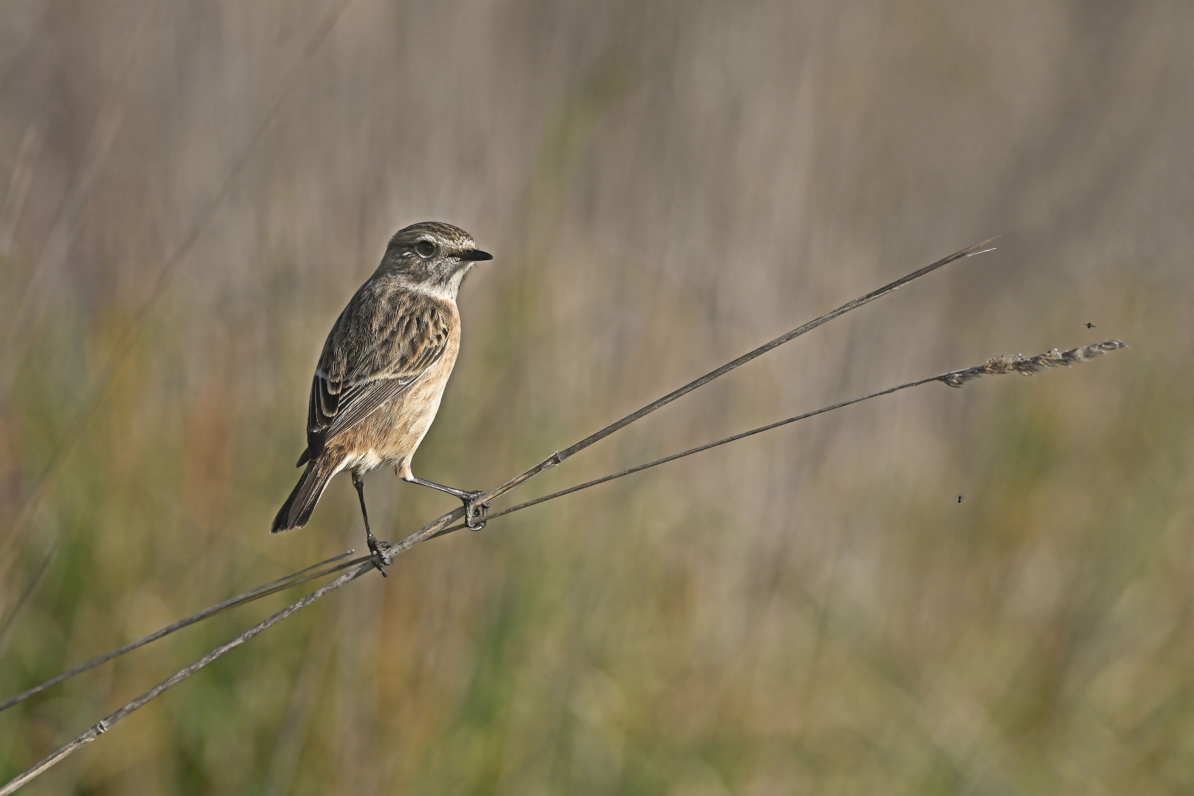Storie di piume  7   (Saltimpalo F.)