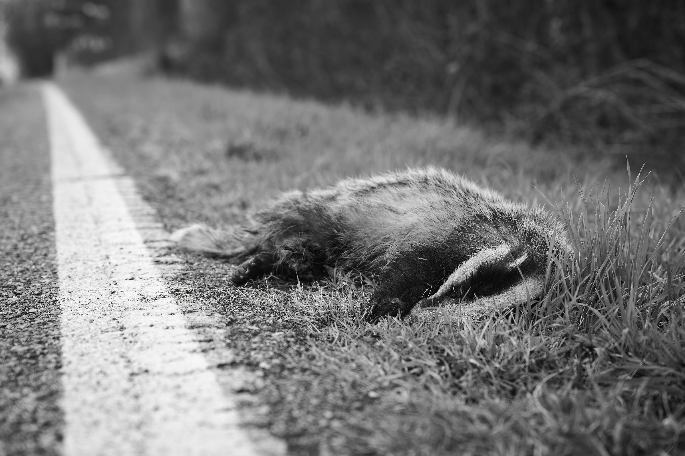 La triste fine del Tasso...