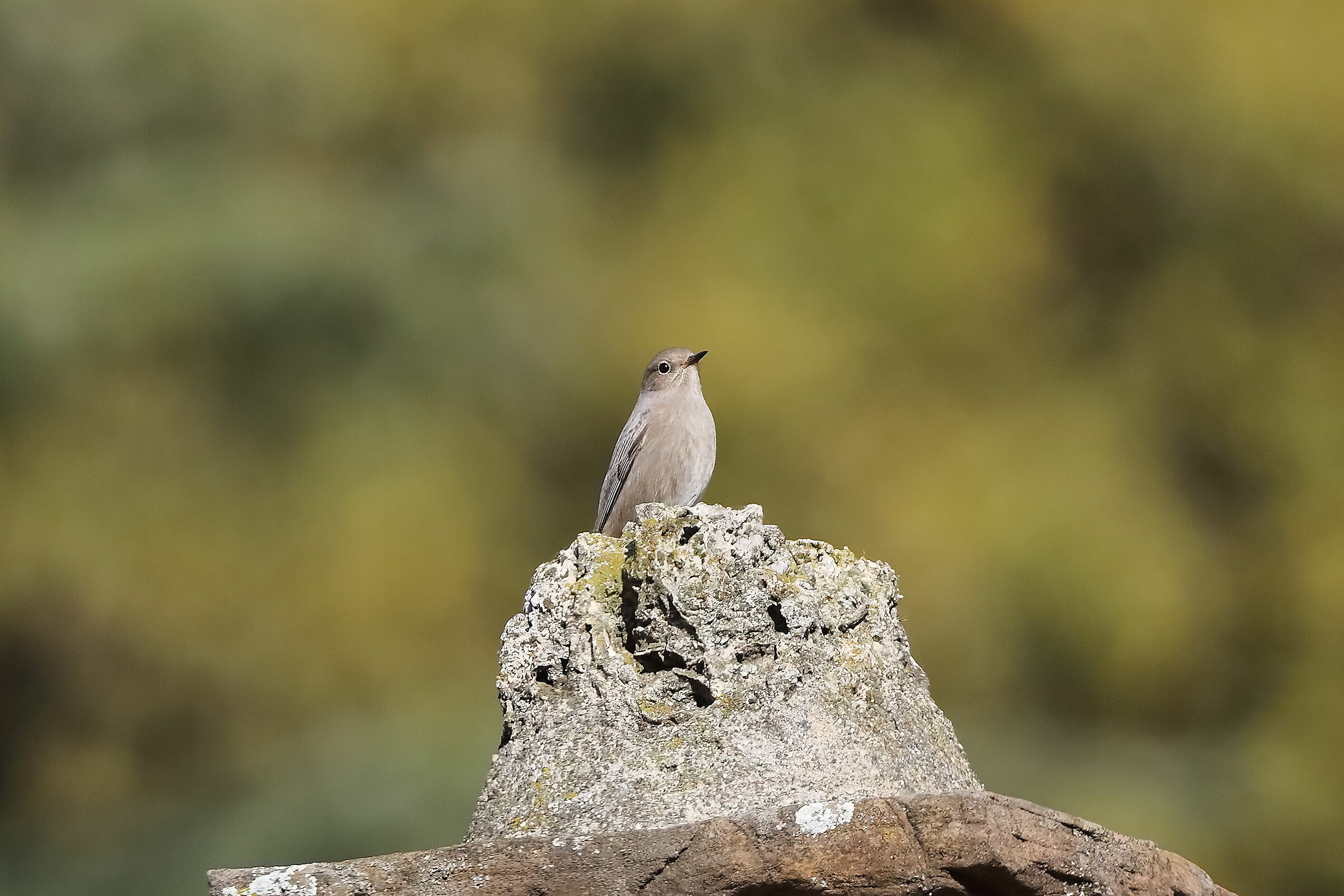 Redstart F 28-11-2023