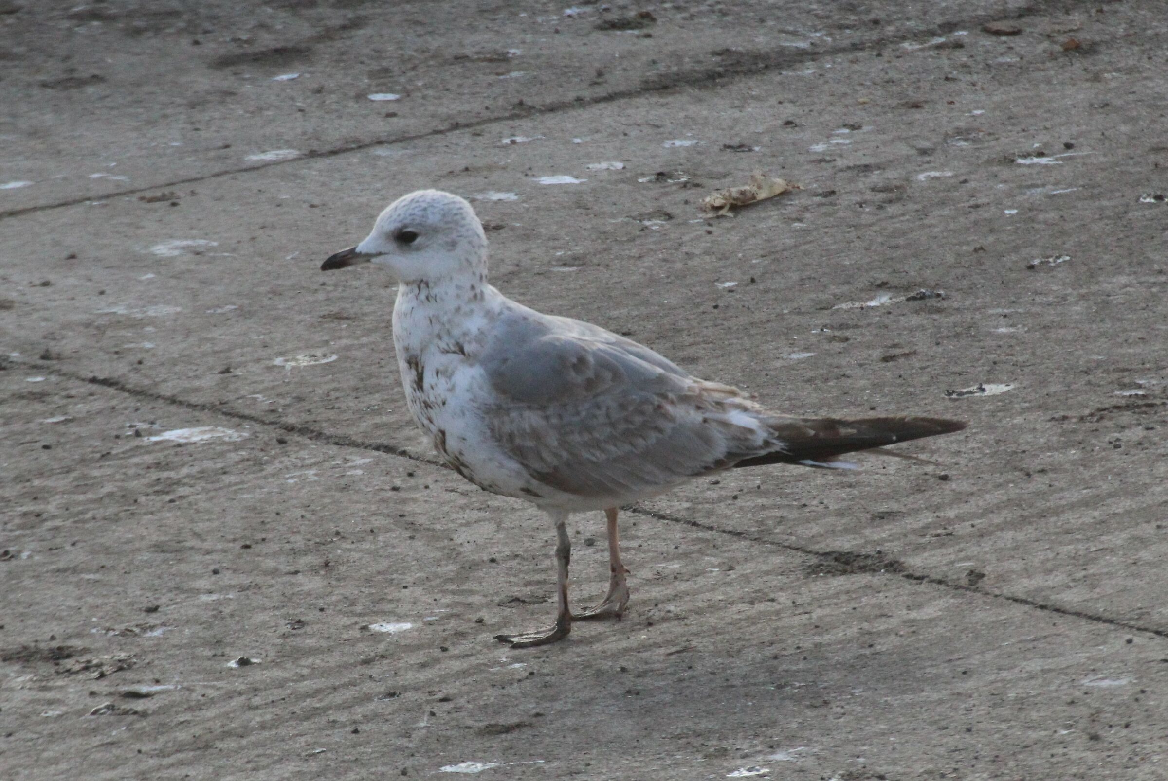 common gull