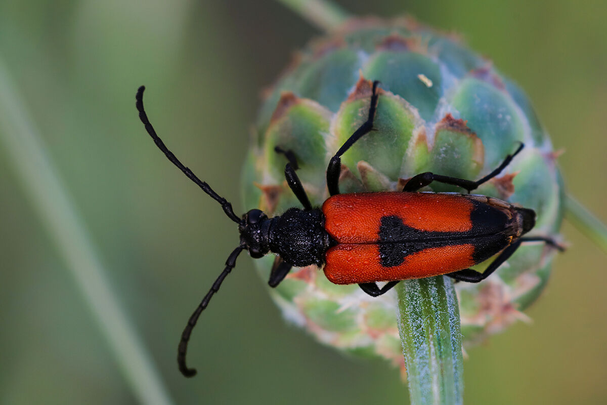 Stictoleptura cordigera