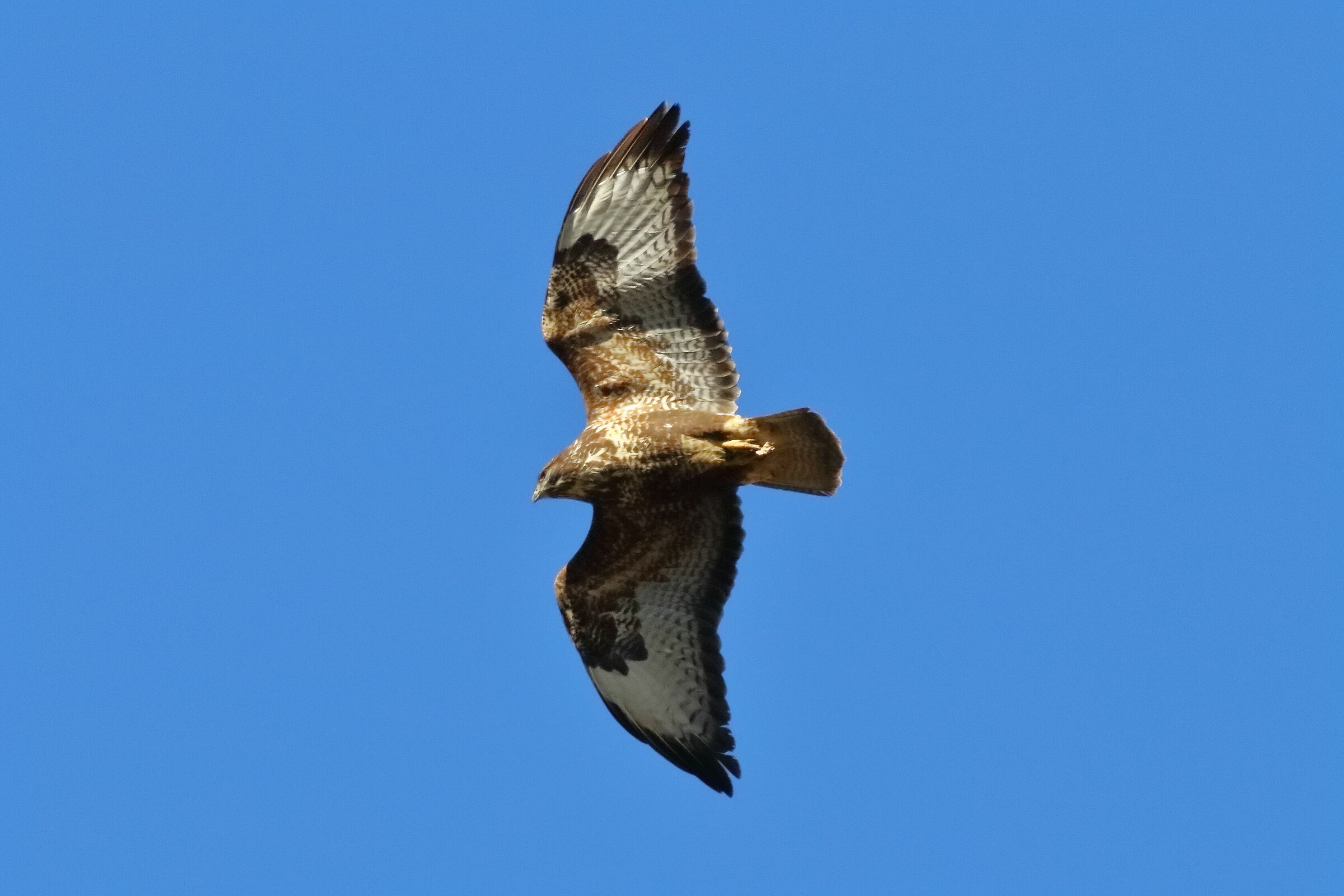 Poiana gennaio 2024 - 0055