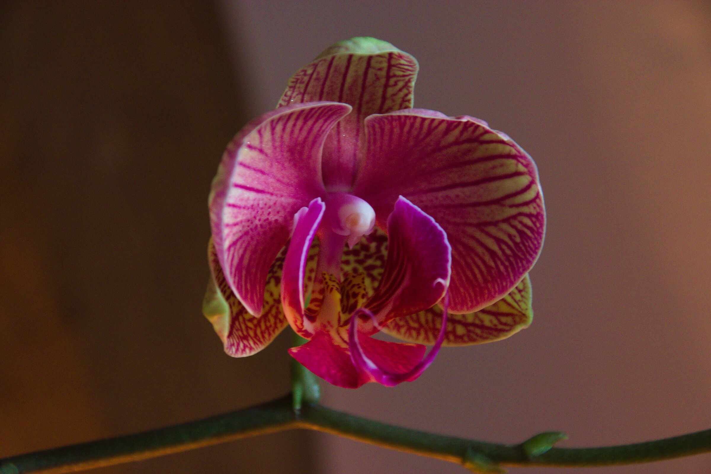 Orchidea
