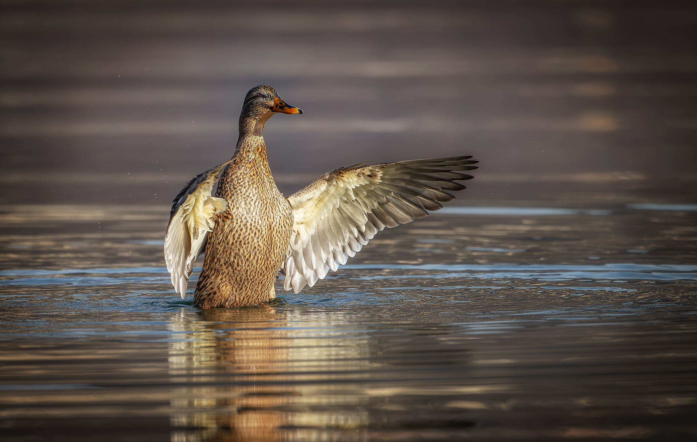 Female mallard