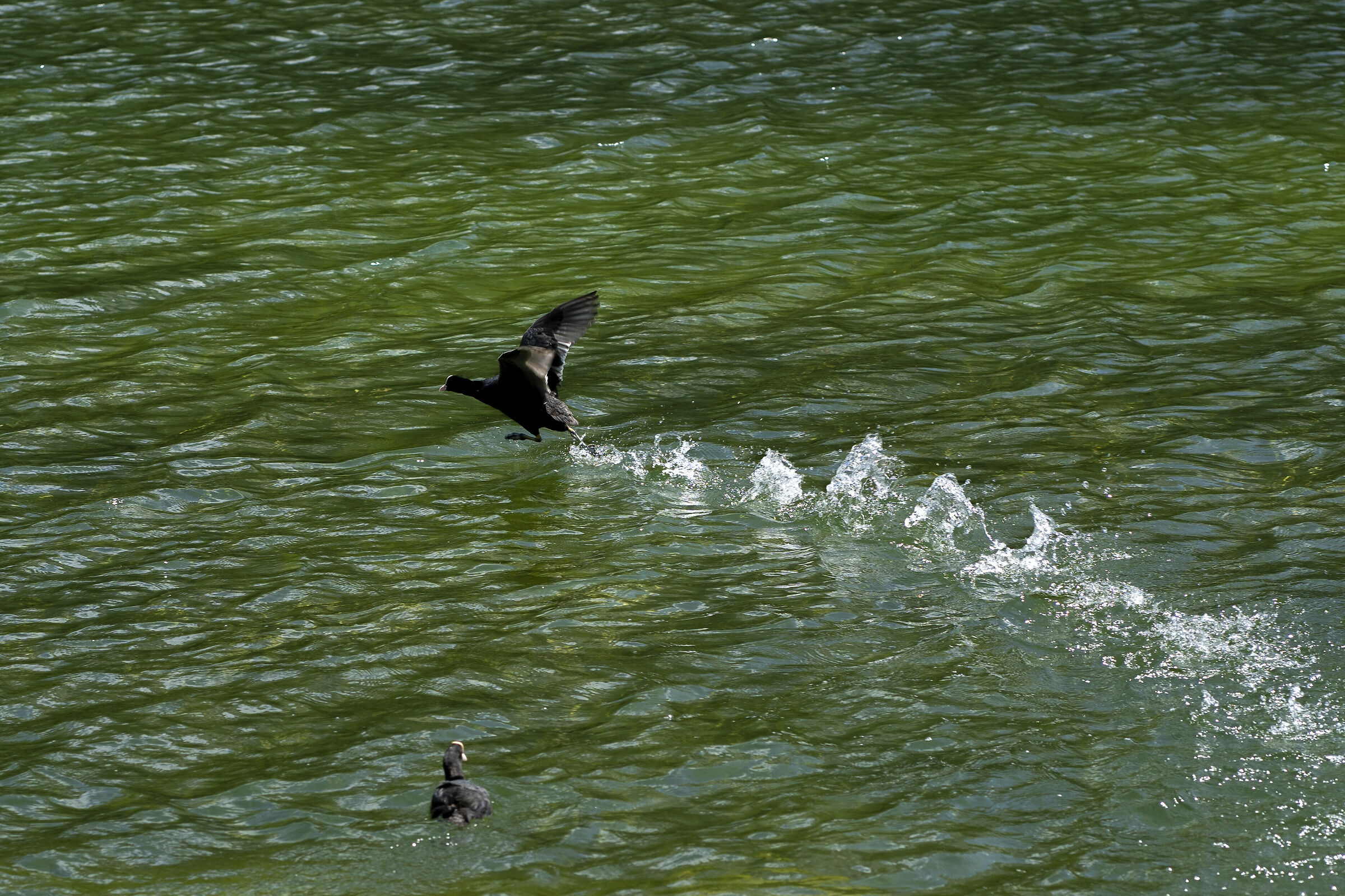 Guarda come sono veloce