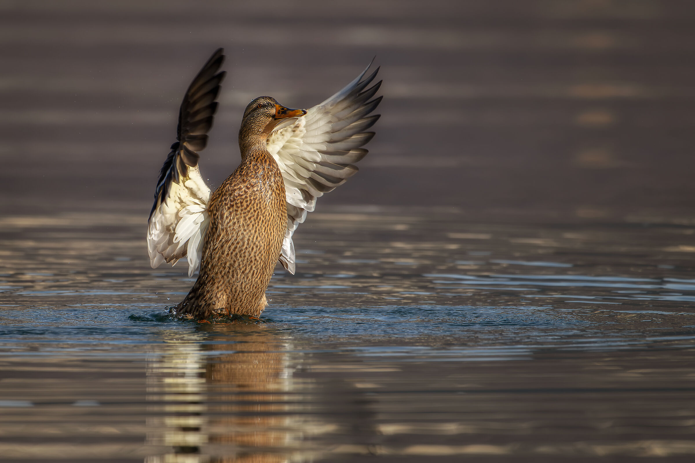 Female mallard