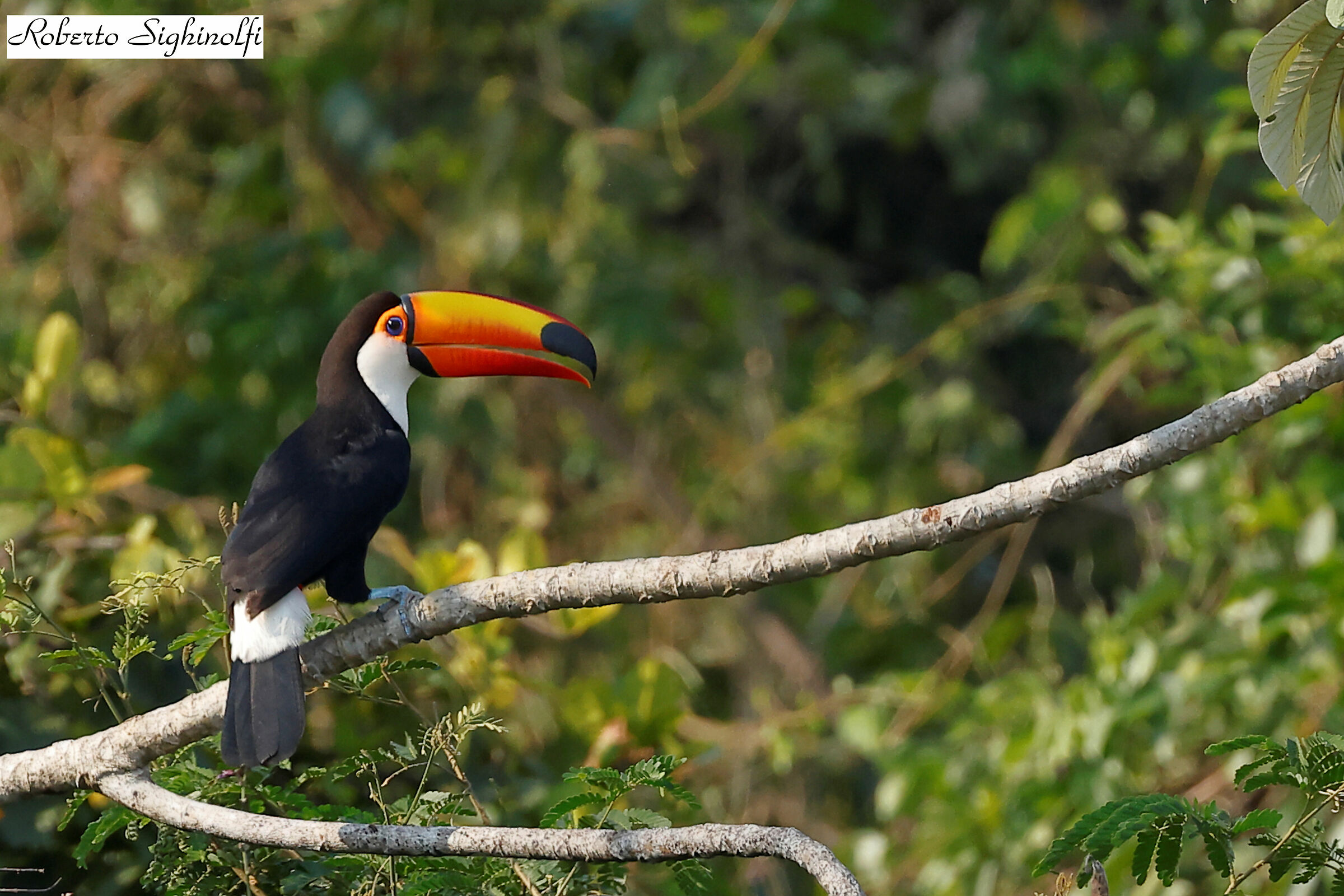 Toucan - Pantanal 2022