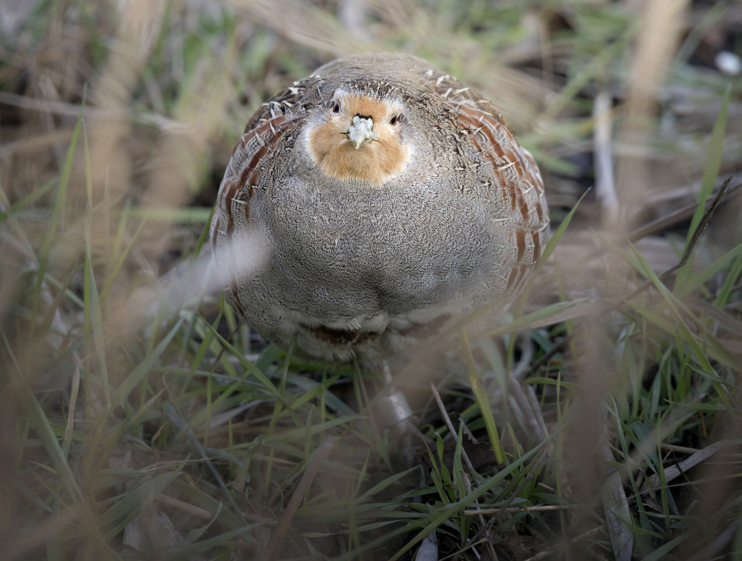 Partridge
