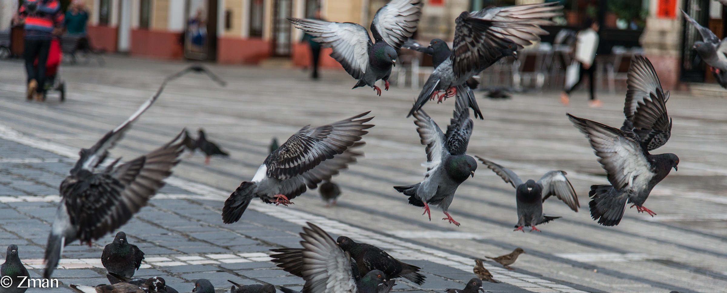Piccioni nella piazza principale
