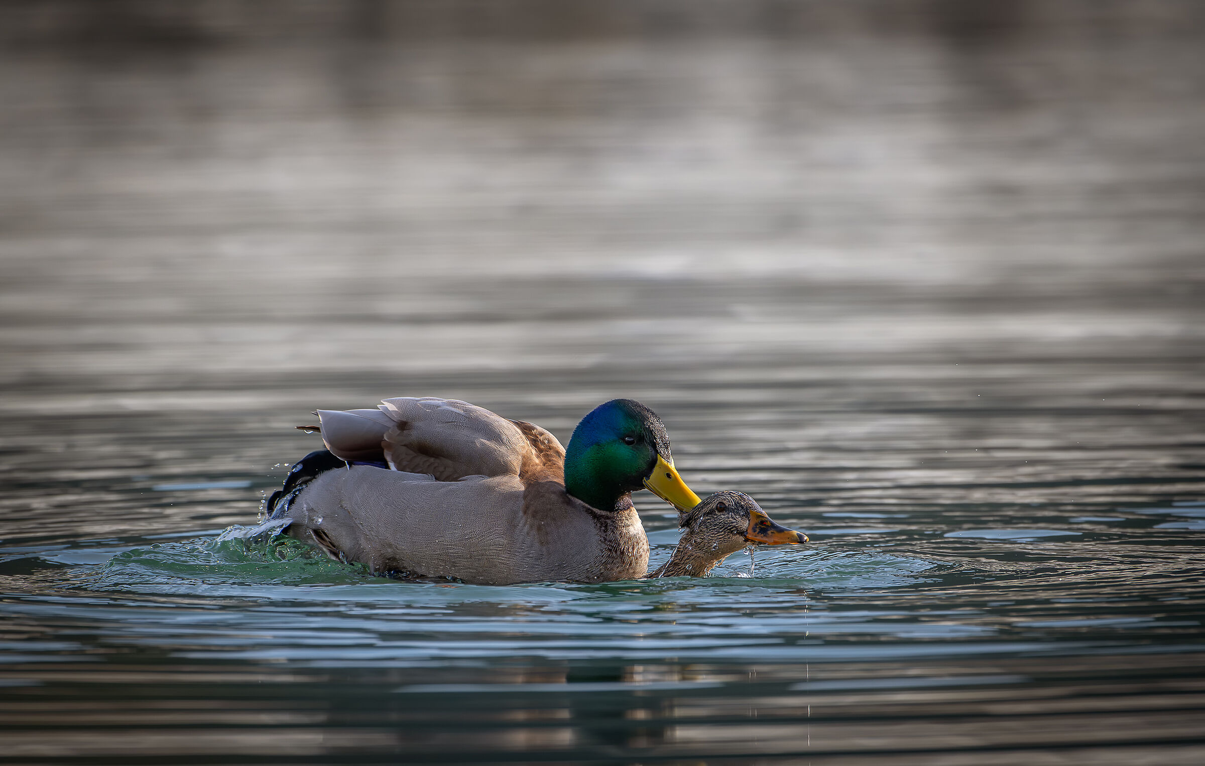 Germani in accoppiamento Gennaio 2024 Lombardia