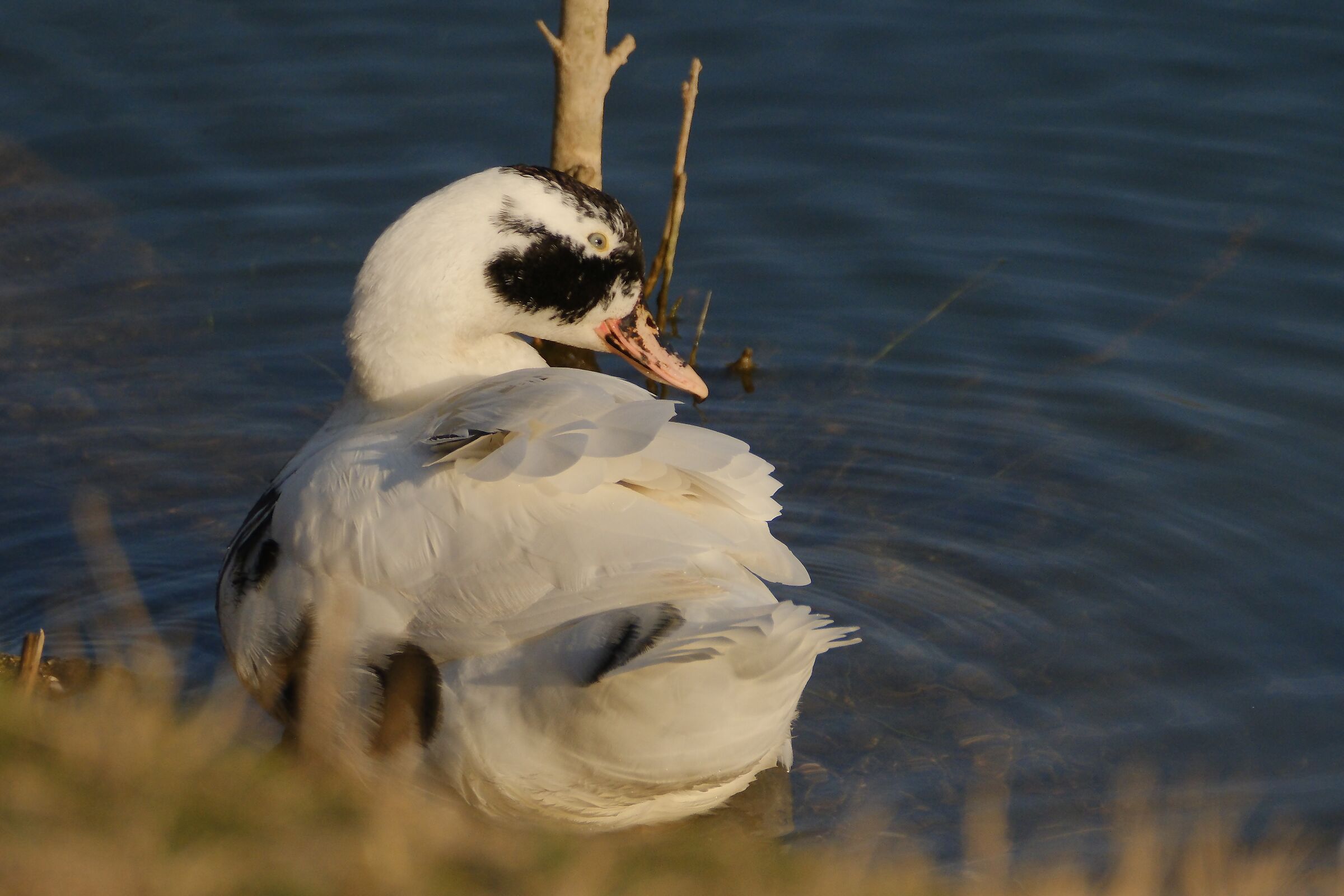 Prova pennuto con tc 1.4 Fuji e 70-300