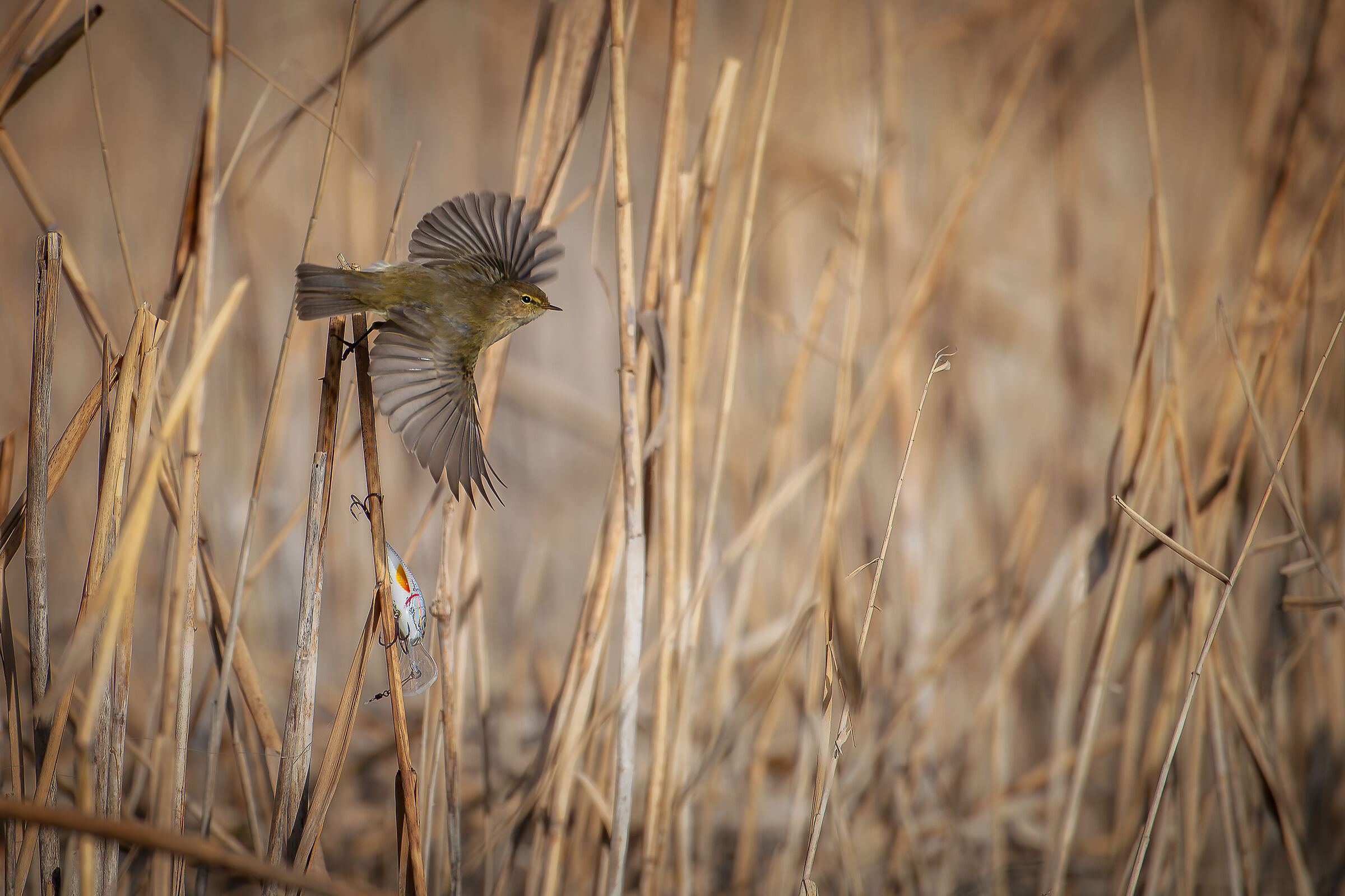 He is small and has a fish hook