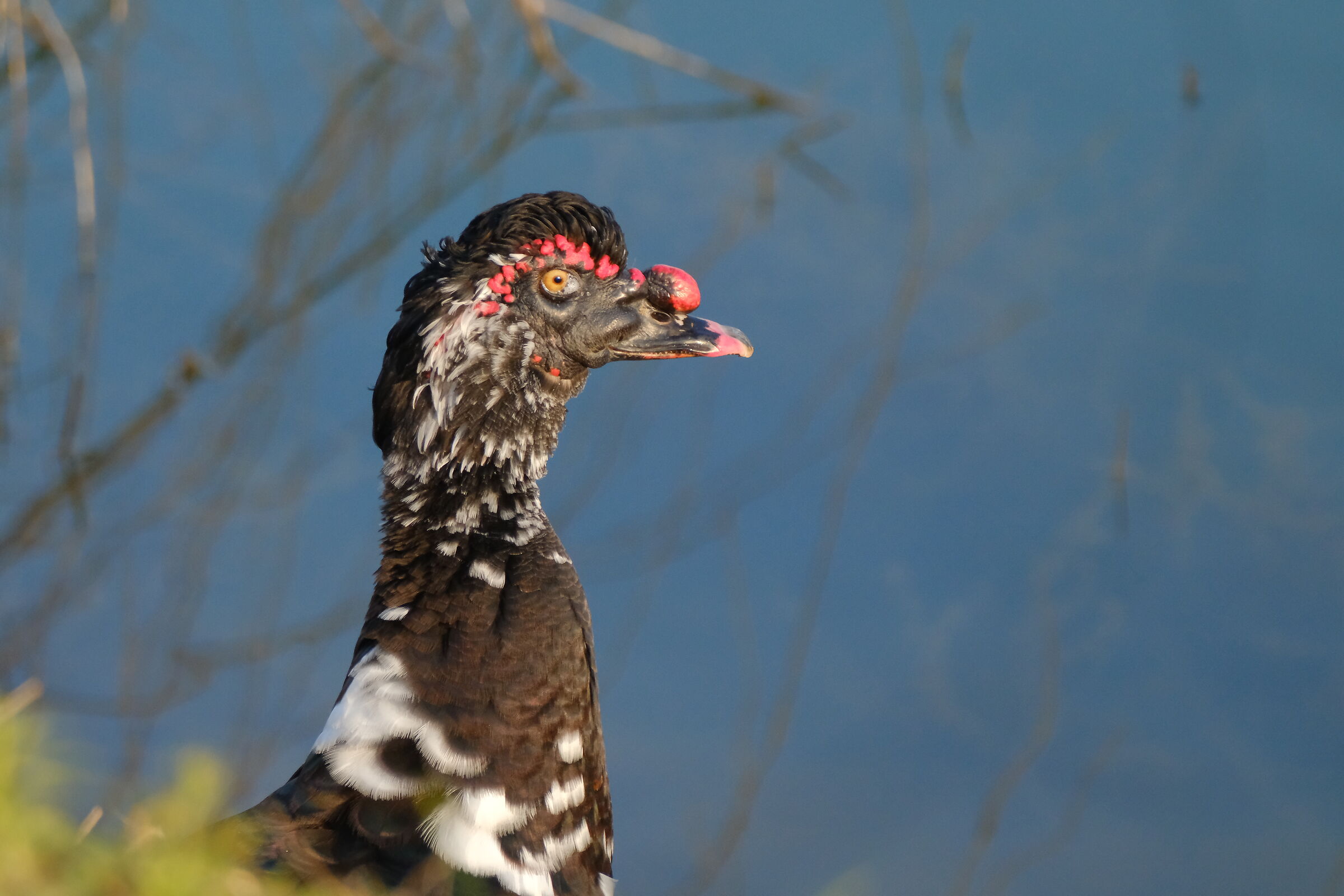 Prova 2 tc 1.4 con Fuji 70-300